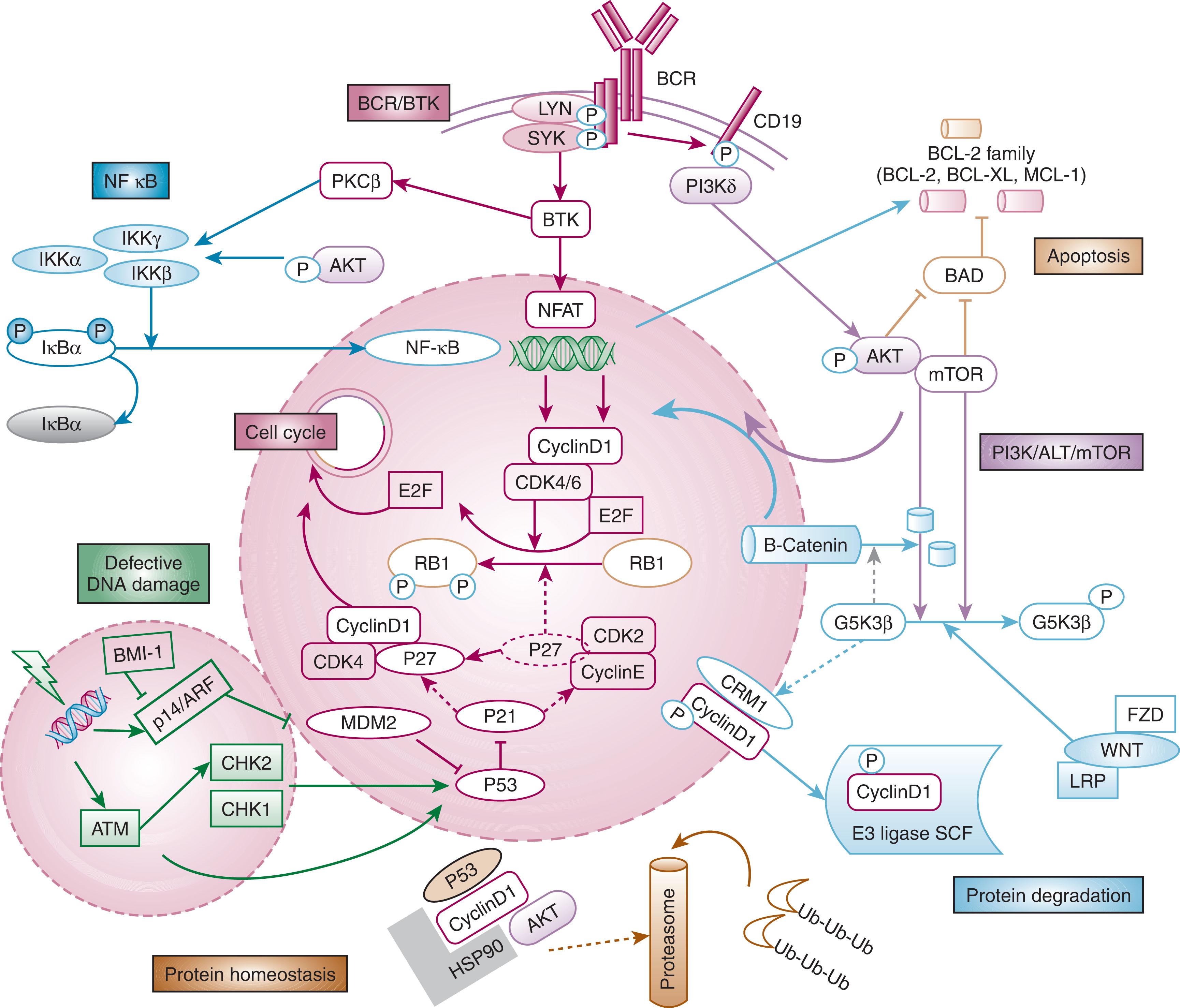 Figure 86.2, THE SIGNALING PATHWAYS CONTRIBUTING TO MANTLE CELL LYMPHOMA PATHOGENESIS.