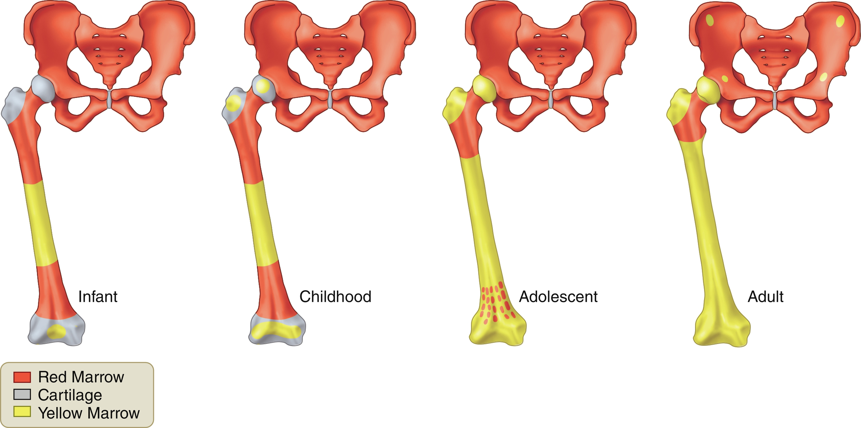 Fig. 2.1, Marrow conversion.