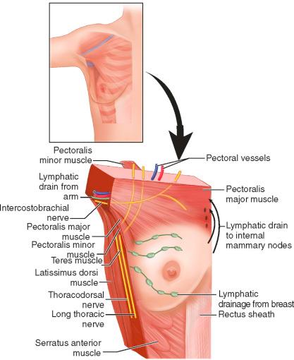 F igure 48-3-3, Major anatomic structures in the axilla.