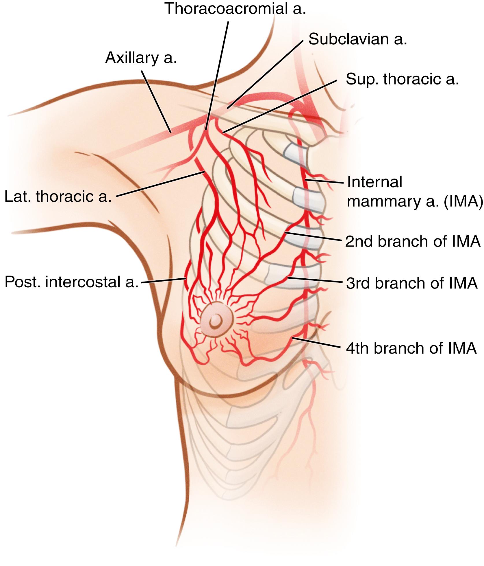 Fig. 15.6, Illustration highlighting the vascular anatomy of the breast. As can be seen, the breast has a variety of vessels responsible for the overall blood supply. The vessels shown are the reasons that different pedicles can be used when performing a mastopexy. a, Artery; lat., lateral; post., posterior; sup., superior.