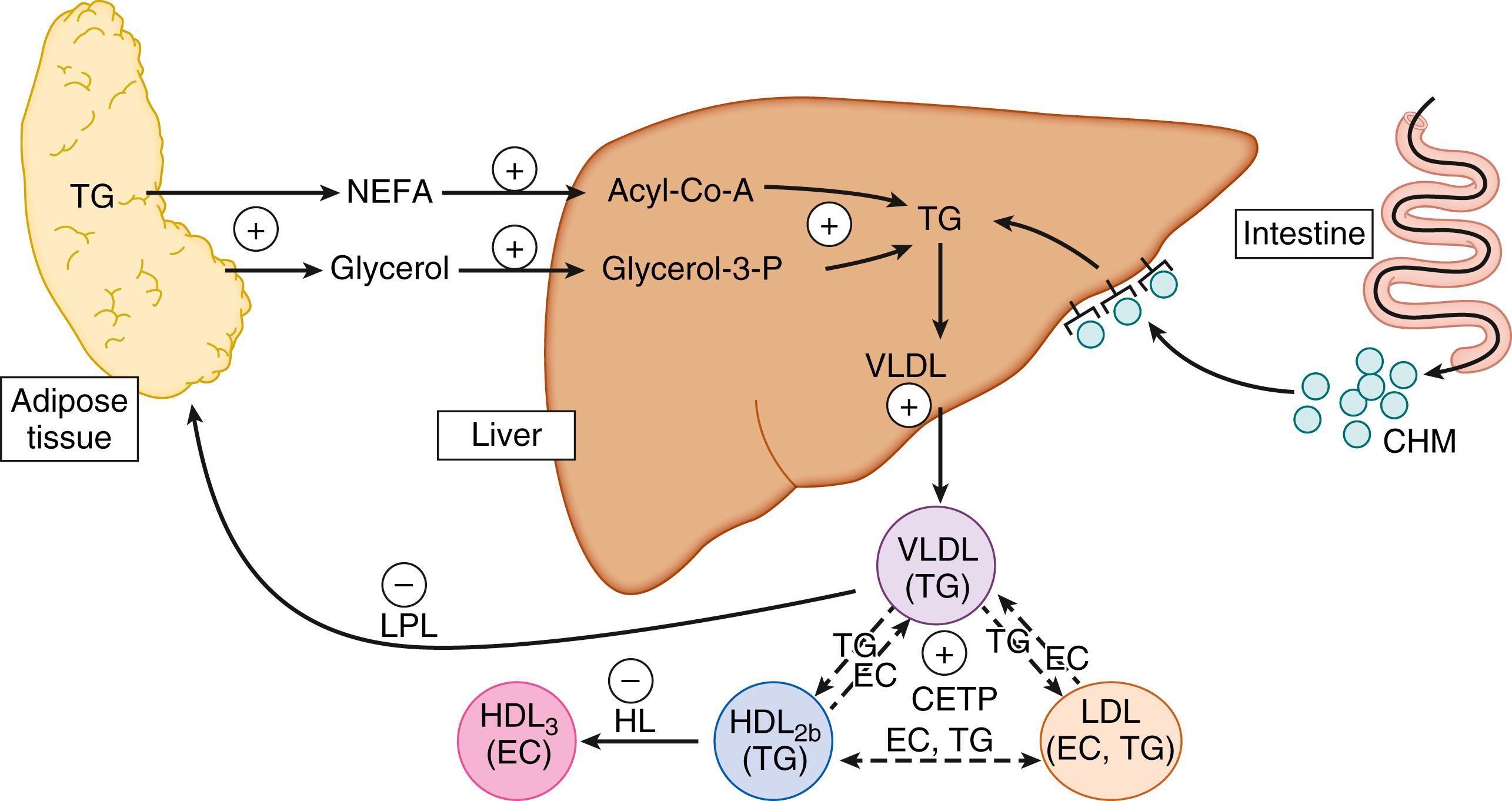 Fig. 31.2, Proposed control of major lipoprotein metabolic pathways during late pregnancy. CETP, Cholesteryl ester transfer protein; CHM , chylomicrons; EC, esterified cholesterol; HDL , high-density lipoproteins; HL, hepatic lipase; LDL , low-density lipoproteins; LPL, lipoprotein lipase; NEFA, nonesterified fatty acids; TG, triglycerides; VLDL , very low-density lipoproteins.