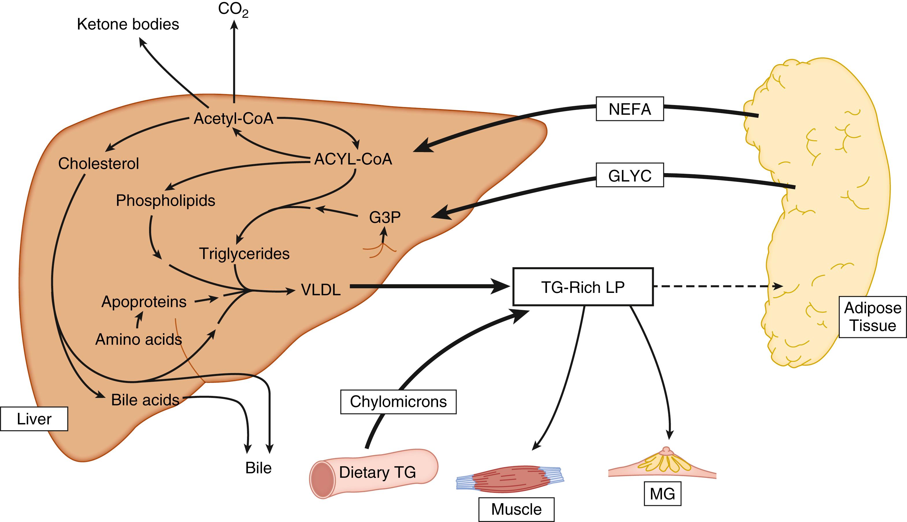 Fig. 31.3, Summary of major changes in maternal lipid metabolism at late gestation. CoA, Coenzyme A; G3P , sn- glycerol 3-phosphate; Glyc, glycerol; MG, mammary gland; NEFA, nonesterified fatty acids; TG, triglycerides; TG-RICH LP, triglyceride-rich lipoproteins; VLDL, very low-density lipoprotein.