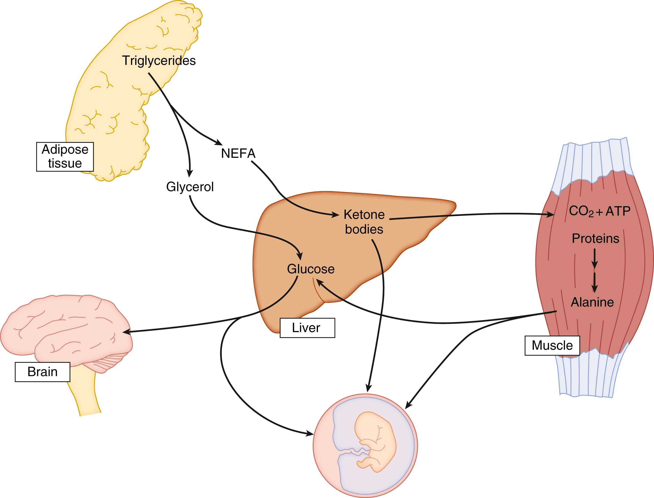 Fig. 31.4, Maternal response to starvation. More active adipose tissue lipolysis increases the availability in the liver of glycerol to be used as a preferential substrate for gluconeogenesis and of nonesterified fatty acids (NEFAs) for ketone body synthesis. By this mechanism, the mother conserves other gluconeogenic substrates, such as alanine, and ensures the adequate availability of fuels and metabolites to the fetus. ATP , Adenosine triphosphate.