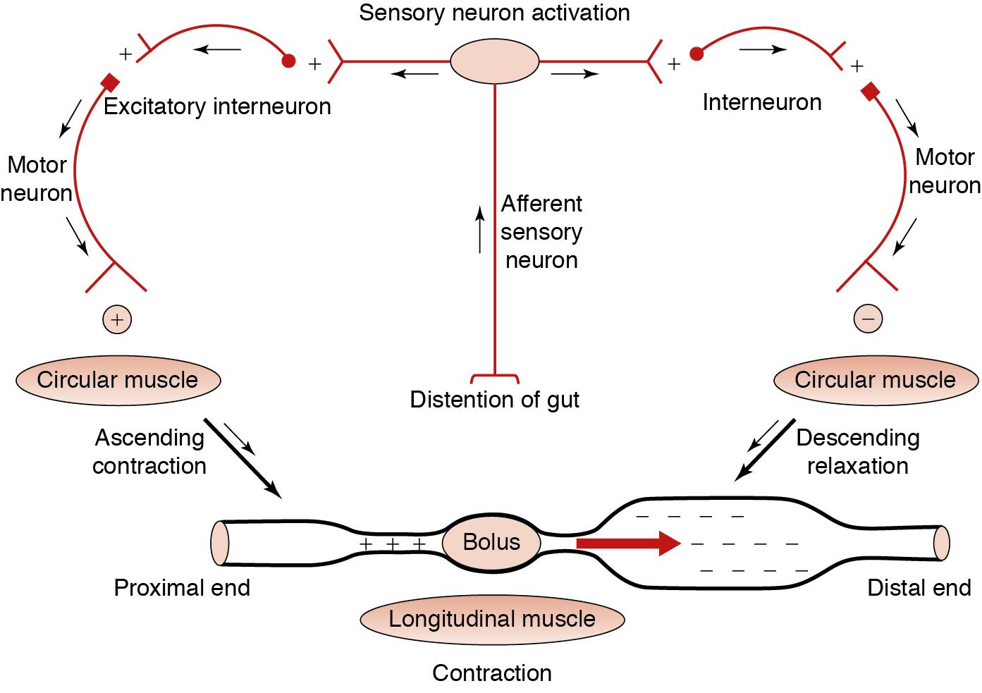 Fig. 1.1, Peristaltic reflexes: Starling’s Law of the Intestine.