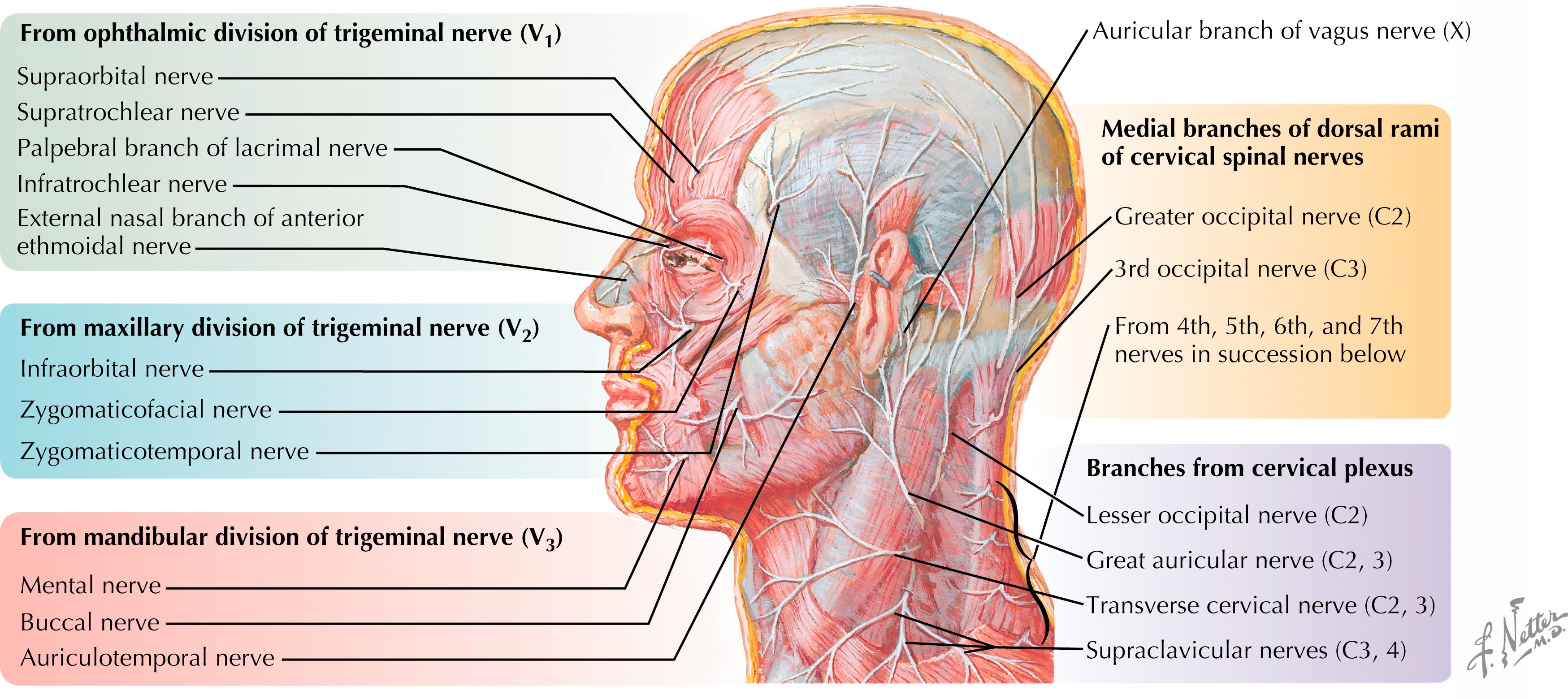 Figure 48.1, Cutaneous nerves of head and neck.