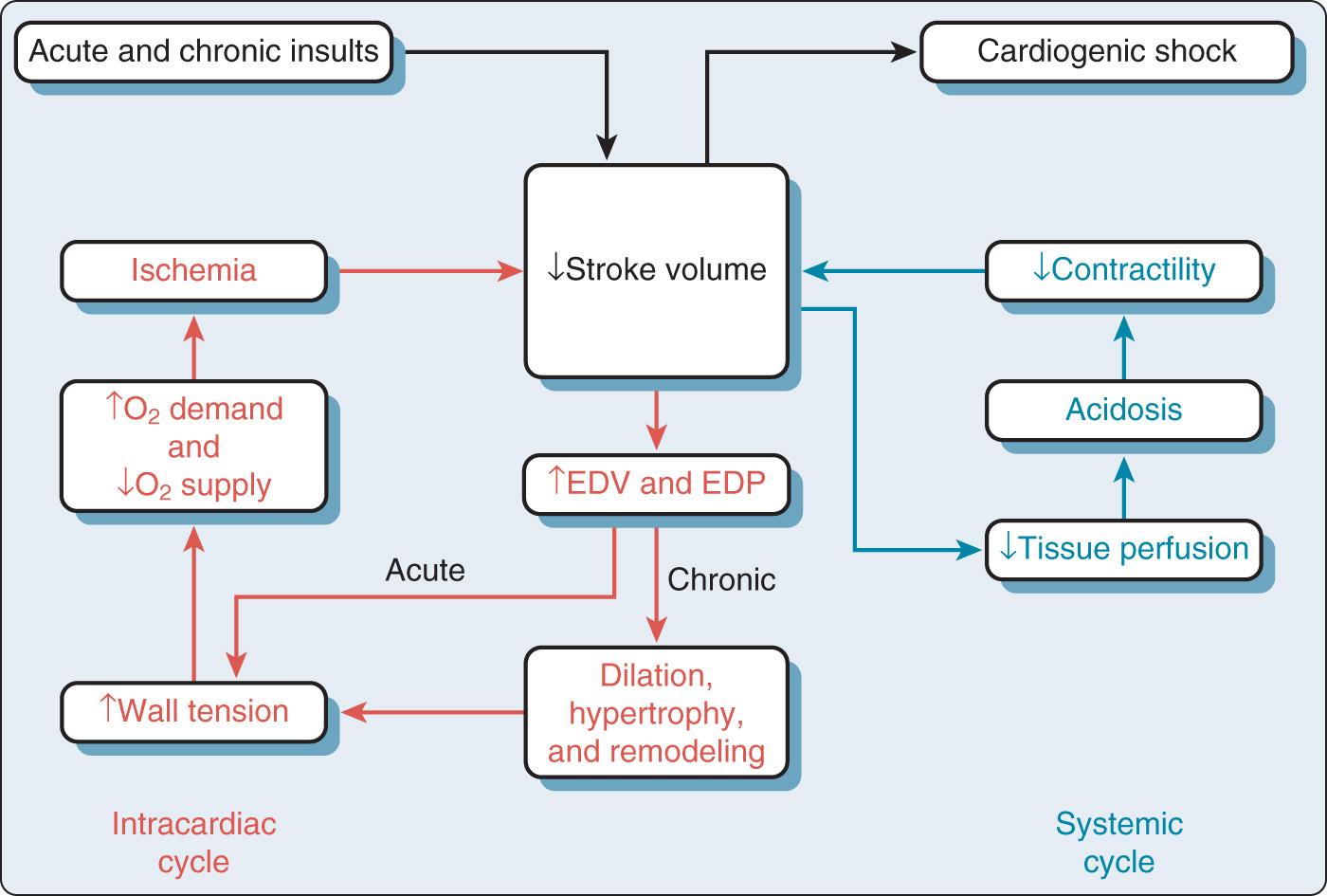 Fig. 22.1, Vicious cycles leading to cardiogenic shock. EDP, End-diastolic pressure; EDV, end-diastolic volume.