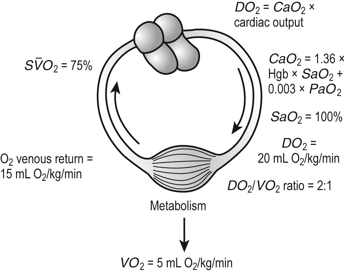 Fig. 7.4, Oxygen consumption ( V O 2 ) and delivery ( D O 2 ) relations.