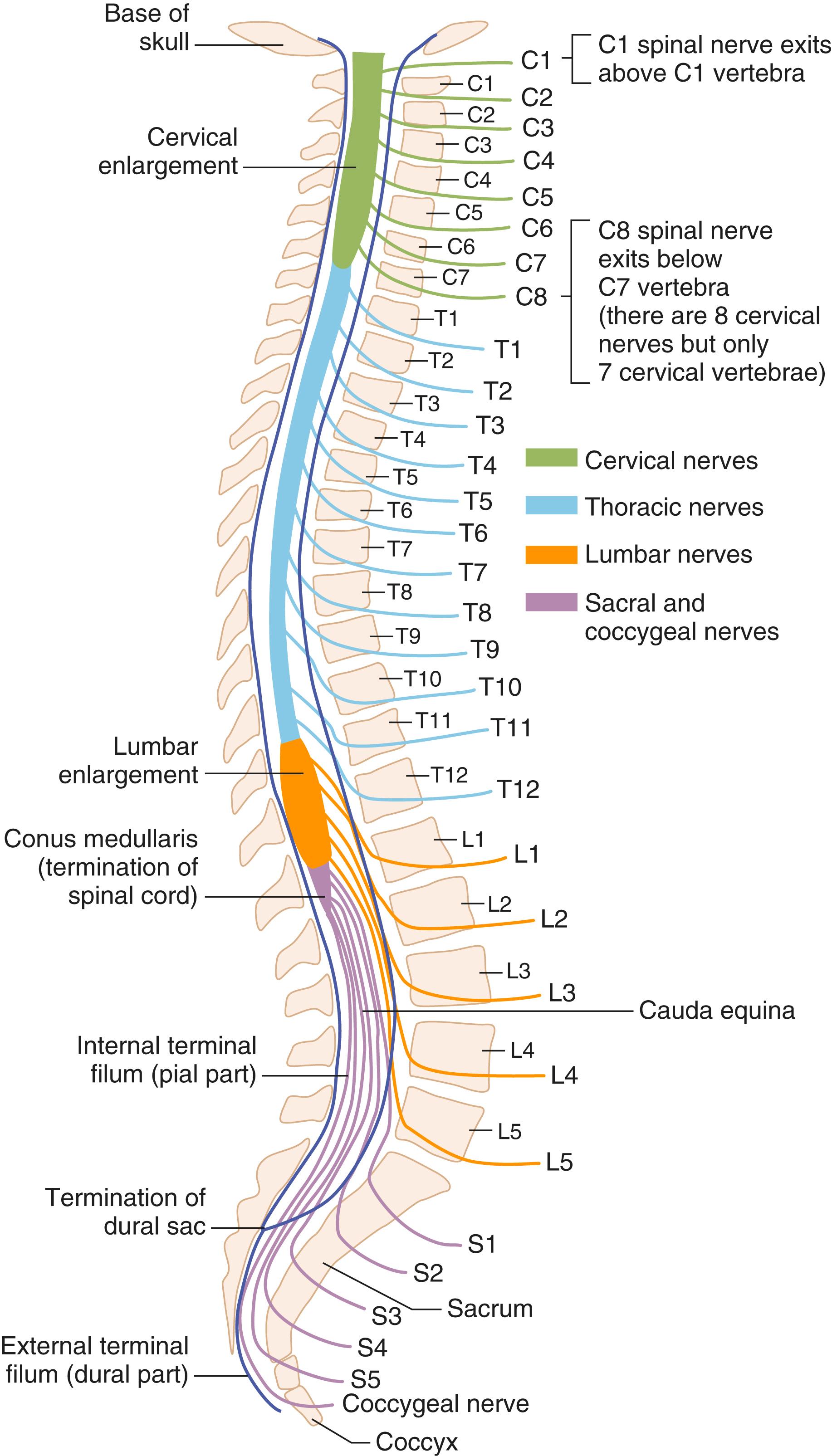 FIGURE 369-1, Anatomy of the spine and spinal cord.