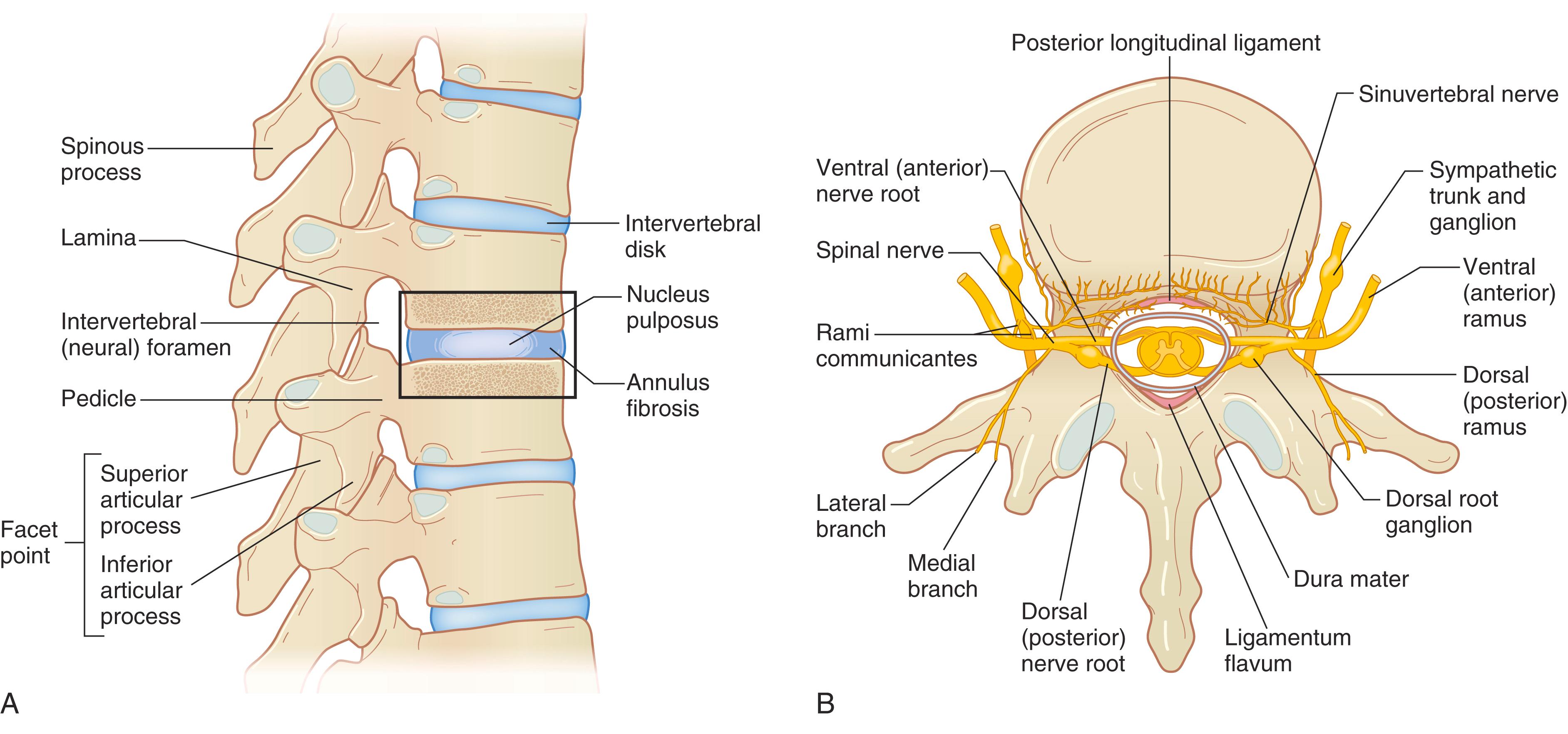 FIGURE 369-2, Anatomy of the thoracic spine.