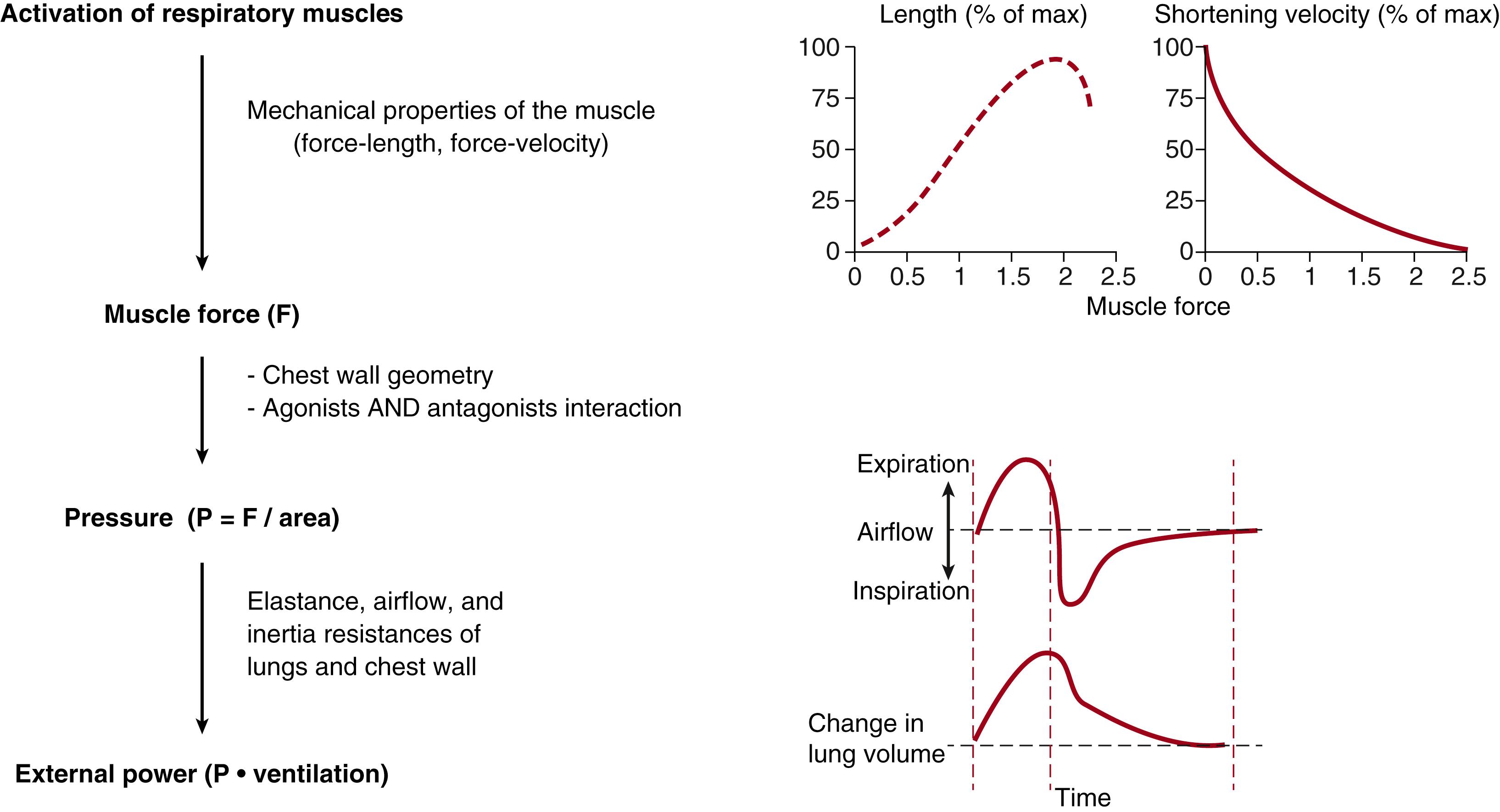 Fig. 63.1, Left, Summary of the processes involved in the translation of muscle activation into ventilation. Right top, Typical muscle force-length and force-velocity relationships. Right bottom, The pneumotachographic (time-airflow) and spirometric (time-volume) recordings.