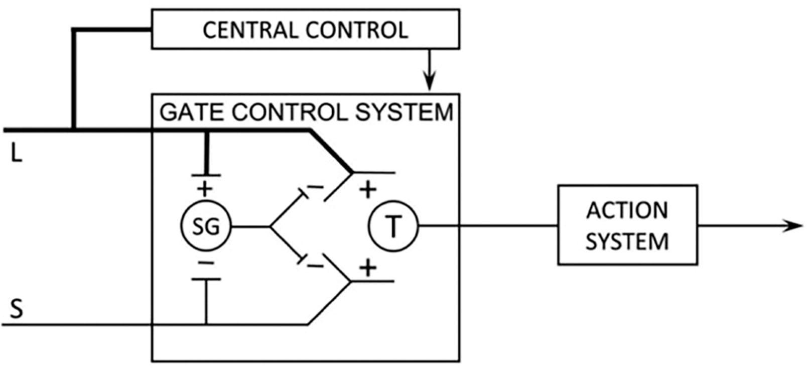 Figure 3.1, Small (S) fiber stimulation inactivates the inhibitory interneuron, “opening the gate,” and large (L) fiber stimulation activates inhibitory interneuron, “closing the gate”. SG , substantial gelatinosa.