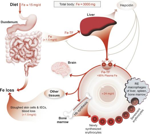 Fig. 60.1, Diagram of overall body iron homeostasis. Absorption of dietary by the duodenum and proximal jejunum is depicted as well as iron delivery to tissues and cells of the body. Small amounts of total dietary iron are absorbed daily and passive iron losses more or less match these, although no regulated excretory processes exist. A larger amount of iron is recycled internally each day, deriving from the breakdown of senescent red blood cells by macrophages of the reticuloendothelial system. Most recycled iron is destined for the bone marrow for the production of hemoglobin in new erythrocytes. The liver produces the iron regulatory peptide hormone hepcidin in response to increased body iron stores, infection, and inflammation. Hepcidin decreases serum iron levels by inhibiting iron export from intestinal epithelial cells, RE macrophages, and hepatocytes.