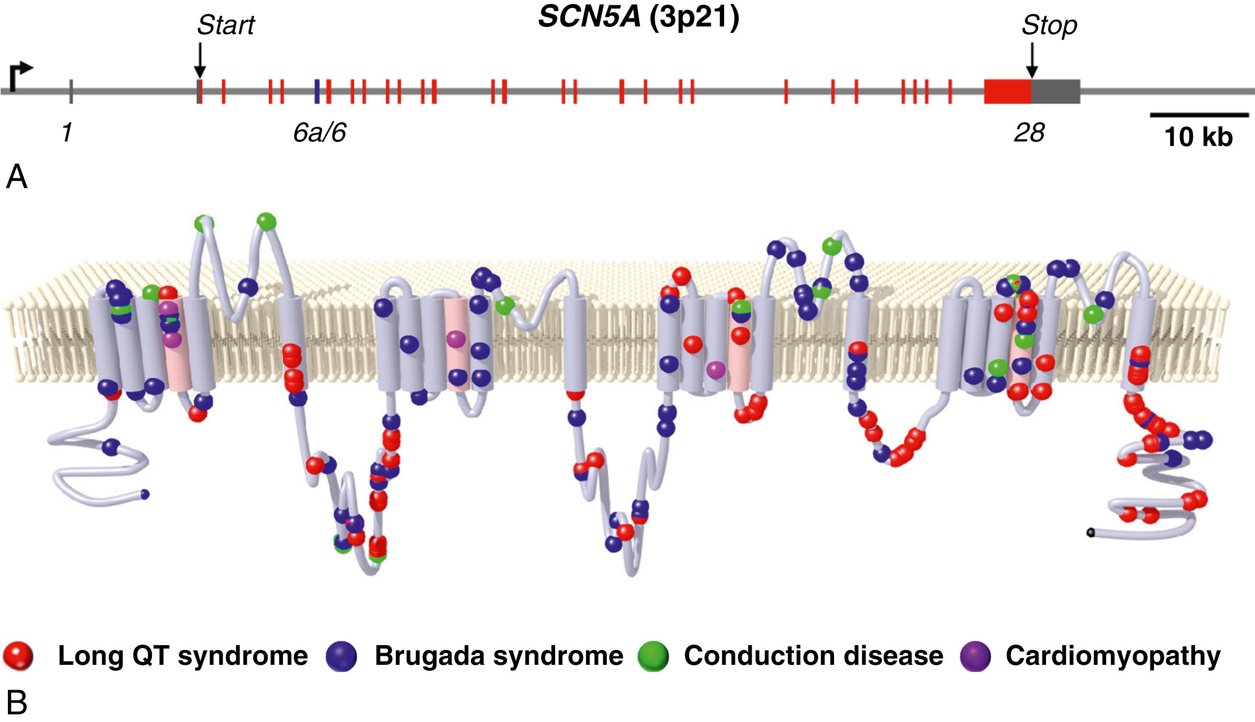 Fig. 48.1, SCN5A gene structure and mutations.