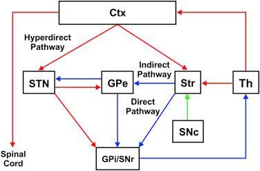 Figure 17.1, Basal ganglia–thalamocortical circuitry.