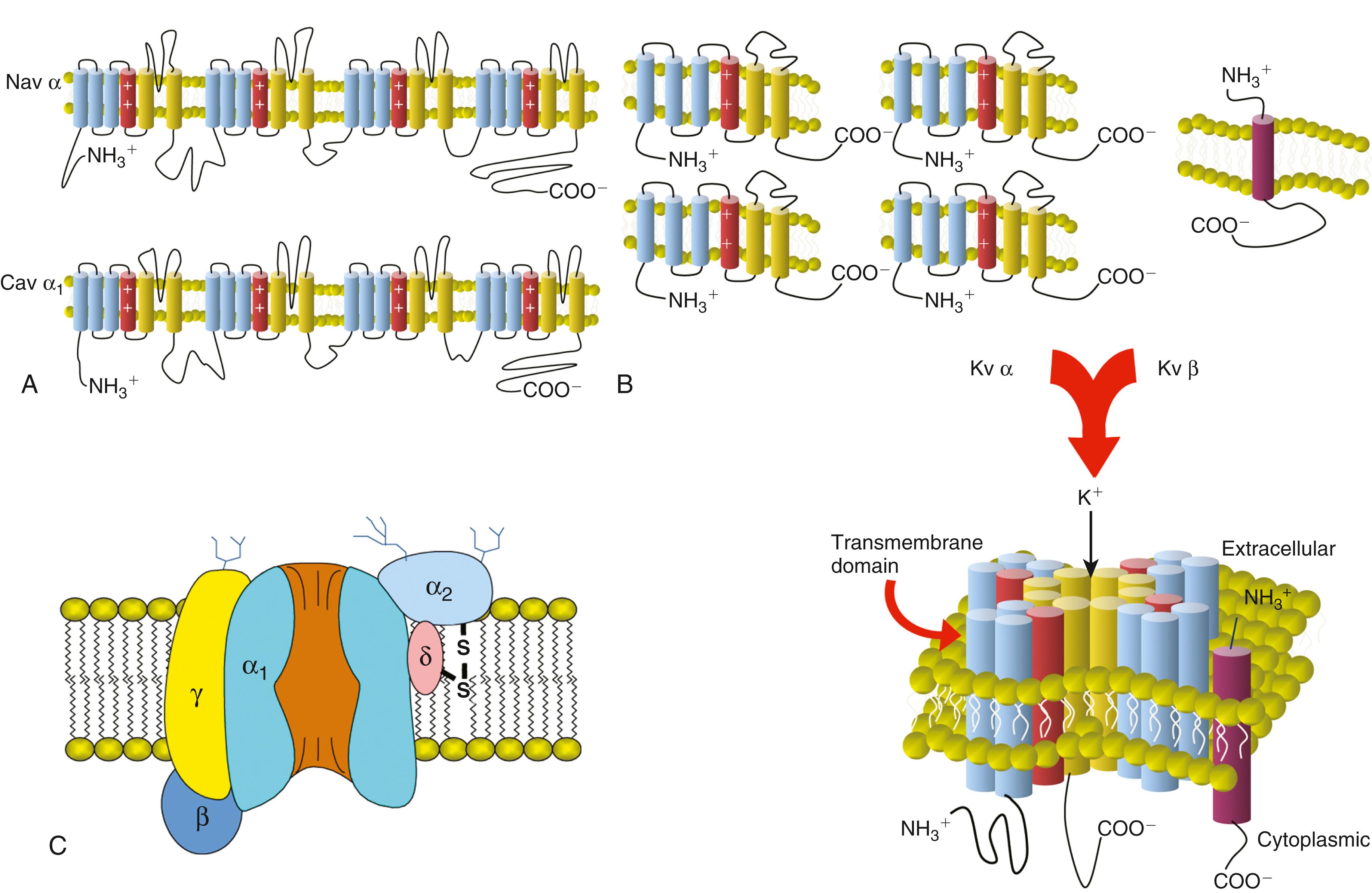 FIGURE 62.8, Transmembrane topology and schematic of the structure of ion channels. A, Voltage-gated Na + and Ca 2+ channels are composed of a single tetramer consisting of four covalently linked repeats of the six-transmembrane–spanning motifs. B, Voltage-gated K + channels are composed of four separate subunits, each containing a single six-transmembrane–spanning motif. Inwardly rectifying K + channels are formed by inward rectifier K + channel pore-forming (alpha) subunits (Kir). In contrast to voltage-gated K + channel alpha subunits, the Kir alpha subunits have only two (not six) transmembrane domains. C, All ion channels are multisubunit proteins, as exemplified by the schematic subunit structure of L-type Ca channels.