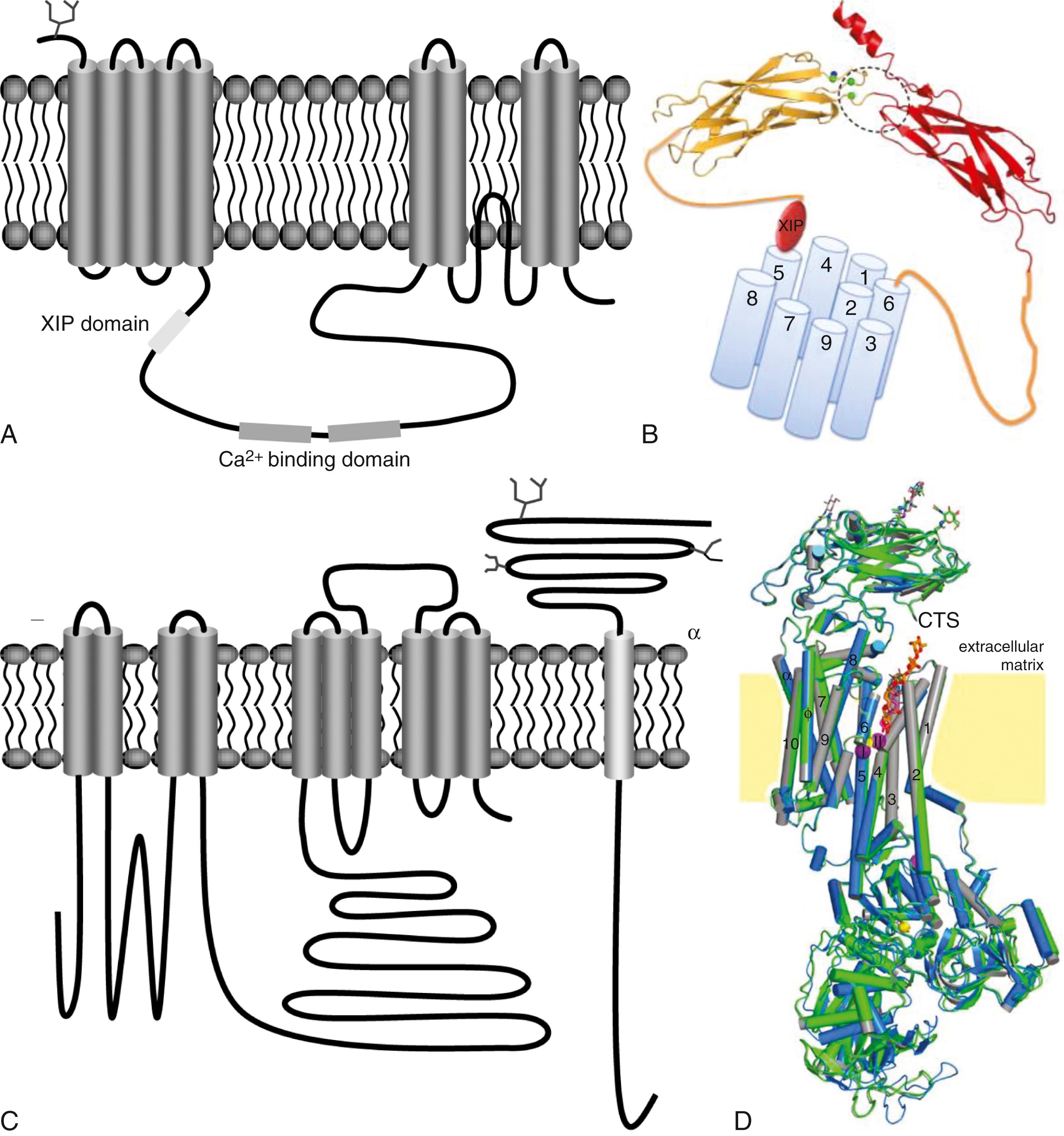FIGURE 62.9, Transmembrane topology and predicted structures of Na + /Ca 2+ exchanger (NCX) and the Na + ,K + -ATPase (Na pump). A, Predicted topology of NCX, the cytoplasmic segment includes an autoinhibitory domain (XIP) and two Ca 2+ -binding domains. B, Predicted structure; the cytoplasmic surface is on top. C, Topologic structure of the α and β subunits of Na + ,K + -ATPase. D, Overlapping structures of the Na pump bound to three different cardiotonic steroids. CTS, Cardiotonic steroid.