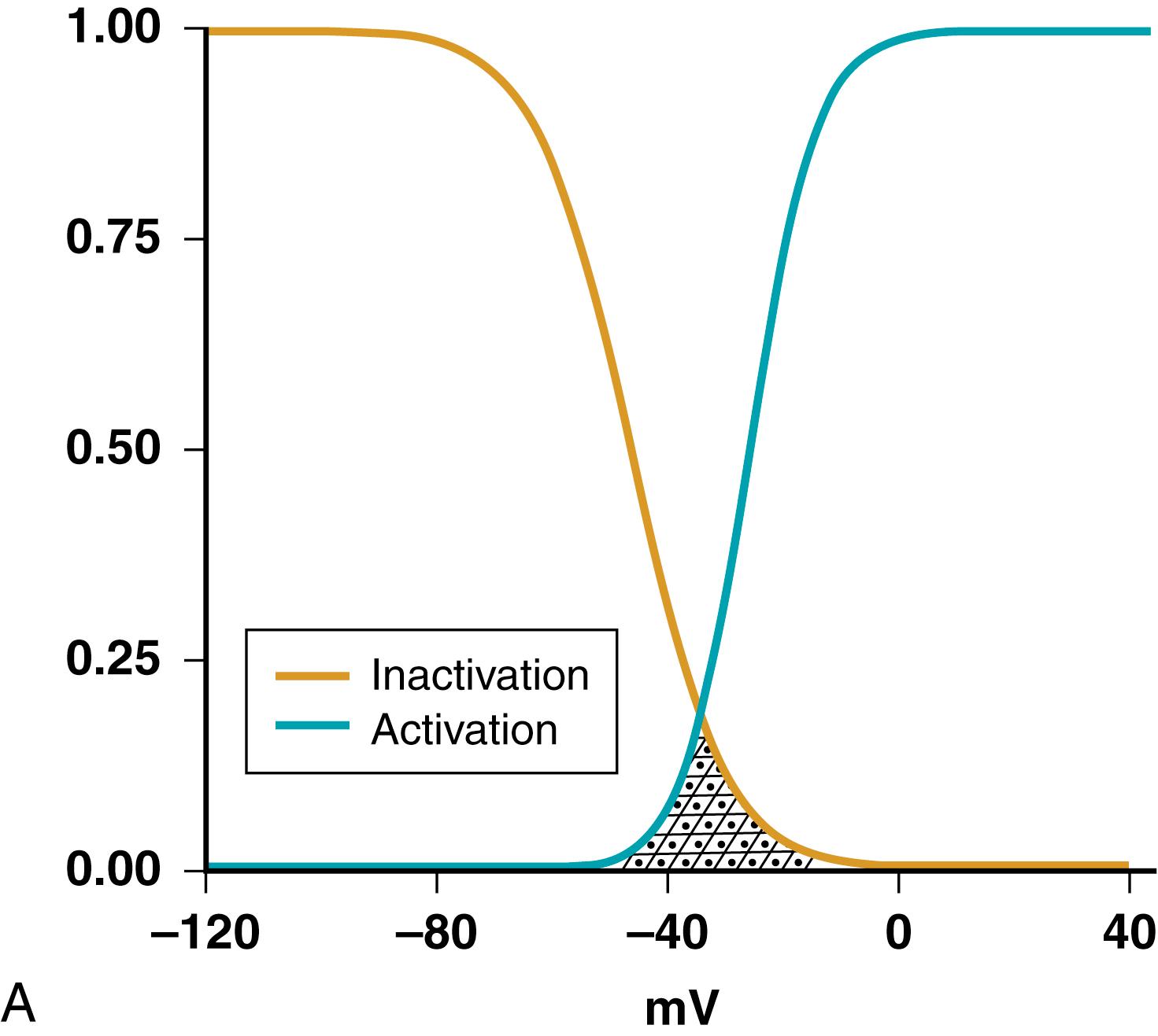 FIGURE 62.3, A, Curves that describe the voltage dependence of channel opening or the transition from the rested, closed to the open, conducting state (activation curve, teal ) and channel availability (inactivation, gold ). The inactivation or availability curve describes the voltage dependence of the occupancy of the inactivated state, and channels may transition to the inactivated state by way of the open or the rested, closed state. Generally, an inactivated channel must first return to the closed state to be available to open again. The crosshatched area indicates voltages at which there is steady-state opening of the channels because there is finite activation and inactivation is incomplete. In this overlap region, steady-state “window current” flows and can cause excessive action-potential depolarization and/or arrhythmogenic afterdepolarizations. B, Principal conformations of voltage-dependent channels. The position of the activation gate changes with the transition from closed to open, and the transition to the inactivated state is determined by the position of the inactivation gate. C, Single-channel current recordings showing the opening of sodium (Na) channels in response to a step change in voltage. The middle tracing reflects the activity of two channels, each with a single-channel amplitude of 1.4 pA.