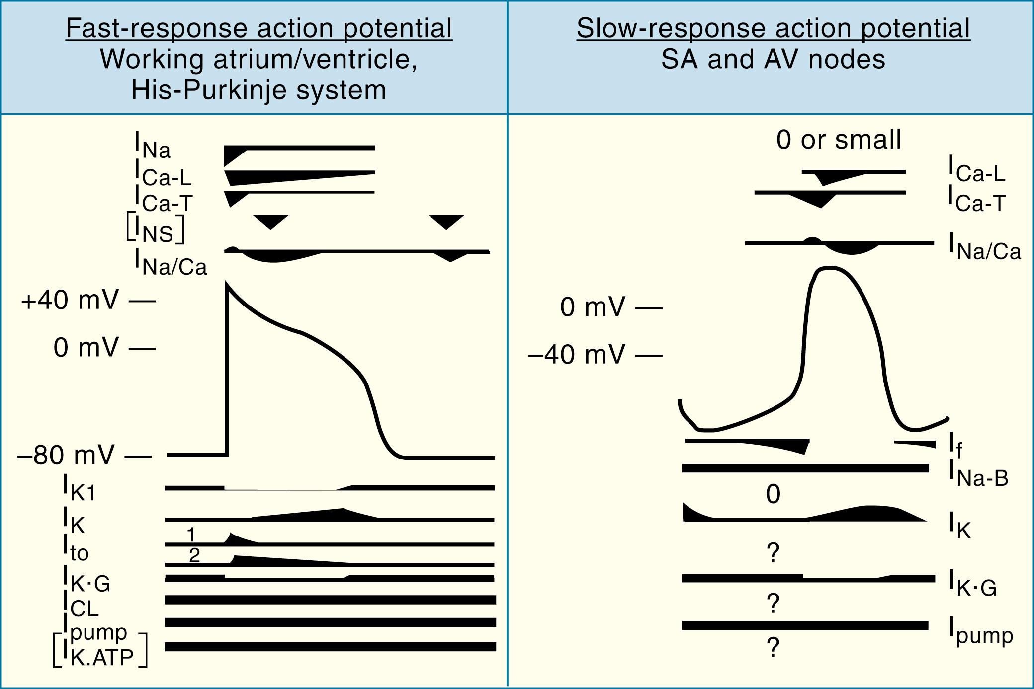 FIGURE 62.4, Currents and channels involved in generating resting membrane and action potentials. The time course of a stylized action potential of atrial and ventricular cells is shown on the left and that of sinoatrial (SA) node cells is on the right. Above and below are the various channels and pumps that contribute the currents underlying the electrical events. (See Table 62.1 for identification of the symbols and description of the channels or currents.) Where possible, the approximate time courses of the currents associated with the channels or pumps are shown symbolically, without trying to represent their magnitudes relative to each other. I K incorporates at least two currents, I Kr and I Ks . There appears to be an ultrarapid component as well, designated I Kur . The heavy bars for I CL , I pump , and I K.ATP indicate only the presence of these channels or pump, without implying magnitude of currents, because the magnitude would vary with physiologic and pathophysiologic conditions. The channels identified by brackets (I NS and I K.ATP ) are active only under pathologic conditions. I NS may represent a swelling-activated cation current. For the SA node cells, I NS and I K1 are small or absent. Question marks indicate that experimental evidence is not yet available to determine the presence of these channels in SA node cell membranes. Although it is likely that other ionic current mechanisms exist, they are not shown here because their roles in electrogenesis are not sufficiently well defined.