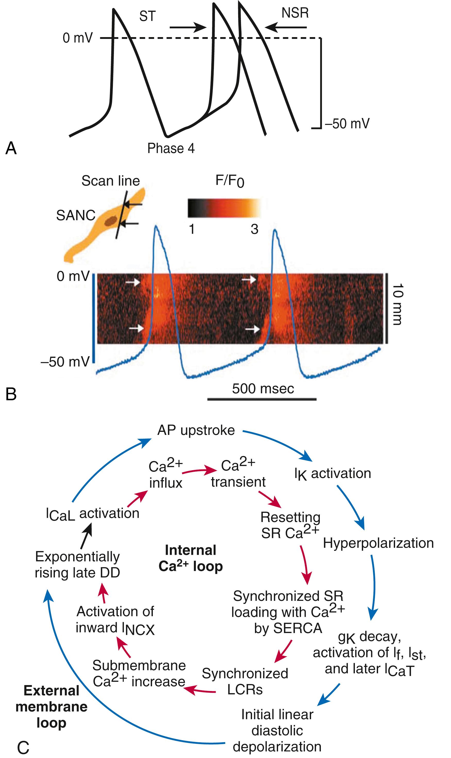 FIGURE 62.6, A, Sympathetic stimulation of heart rate in the sinoatrial node (SAN). Simulated SAN action potentials during baseline (NSR) and sympathetic stimulation (ST [sinus tachycardia]) . Sympathetic stimulation increases the rate of diastolic depolarization (not shown) and shifts the maximum diastolic potential to a less negative value, thereby accelerating action potential firing. B and C, Spontaneous sarcoplasmic reticulum (SR) Ca 2+ -release events trigger membrane excitation in SAN myocytes. B, Confocal line scan images of Ca 2+ signals measured in spontaneously beating rabbit sinoatrial node cells (SANC) with simultaneous recording (blue lines) of transmembrane action potentials; the orientation of the scan line is shown in the inset. Arrows in the confocal image show the local Ca 2+ release in the submembrane space during late diastolic depolarization that precedes the rapid upstroke of the action potential. C, Model of sinoatrial node cell pacemaking, as suggested by Maltsev and coworkers. I NCX , Na + /Ca 2+ exchange current; DD, diastolic depolarization; LCR, local Ca 2+ release; SERCA, sarcoendoplasmic reticulum Ca 2+ -ATPase.