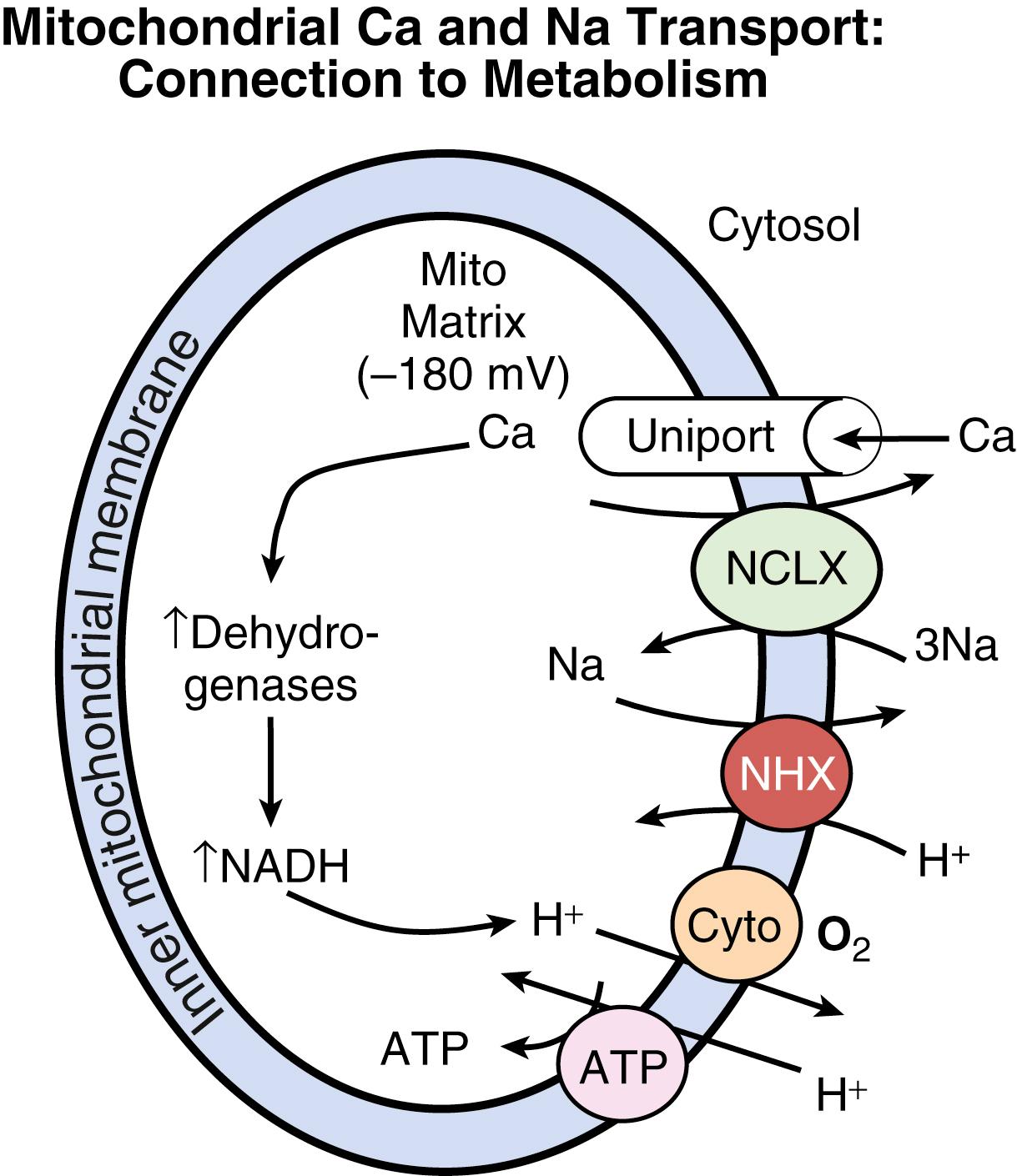 FIGURE 46.3, Mitochondrial Ca 2+ regulation. The intramitochondrial matrix is very negative with respect to the cytosol (−180 mV). Ca 2+ enters mitochondria via the Ca 2+ uniporter in the inner mitochondrial membrane and is extruded by Na + /Ca 2+ exchange ( NCLX ). Na + is extruded via Na + /H + exchange (NHX). Protons (H + ) are pumped out of mitochondria by the cytochrome ( Cyto ) systems, thereby allowing H + to enter via F 0 F 1 ATP synthase ( ATP ). When mitochondrial [Ca] is increased, it activates mitochondrial dehydrogenases, which increase NADH levels and provide additional reducing equivalent protons to the electron transport chain.