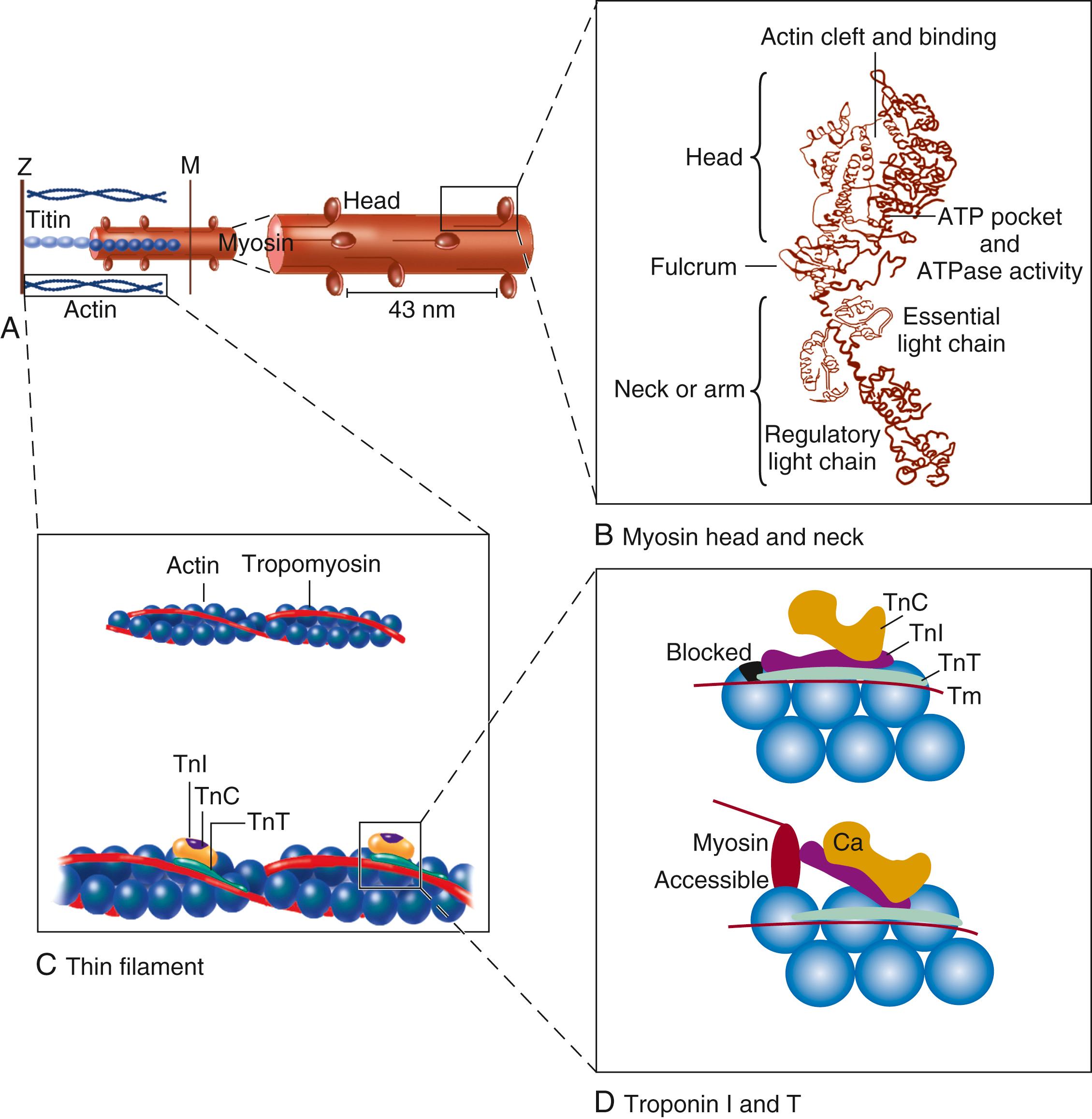 FIGURE 46.4, Key contractile protein interactions. The thin actin filament (A) interacts with the myosin head (B) when Ca 2+ ions arrive at troponin C ( TnC ) (C). This causes troponin-tropomyosin shifts to expose the actin site to which a myosin head can attach. A, The thin actin filament contains TnC and its Ca 2+ binding sites. When TnC is not activated by Ca 2+ , troponin I ( TnI ) stabilizes troponin T ( TnT ) and tropomyosin ( Tm ) along the actin filament to block myosin cross-bridge binding (D). B, The molecular structure of the myosin head, based on Rayment and colleagues, 8 is composed of heavy and light chains. The heavy head chain in turn has two major domains: one of 70 kDa (i.e., 70,000 molecular weight) that interacts with actin at the actin cleft and has an ATP binding pocket. The “neck” domain of 20 kDa, also called the “lever,” is an elongated alpha helix that extends and bends and has two light chains surrounding it as a collar. The essential light chain is part of the structure. The other regulatory light chain may respond to phosphorylation to influence the extent of the actin-myosin interaction. C, TnC with sites in the regulatory domain for activation by calcium and for interaction with TnI. D, Binding of calcium to TnC causes TnI to shift binding from TnT to TnC, allowing the TnT-Tm complex to shift deeper into the actin groove and expose the myosin binding domain on actin.