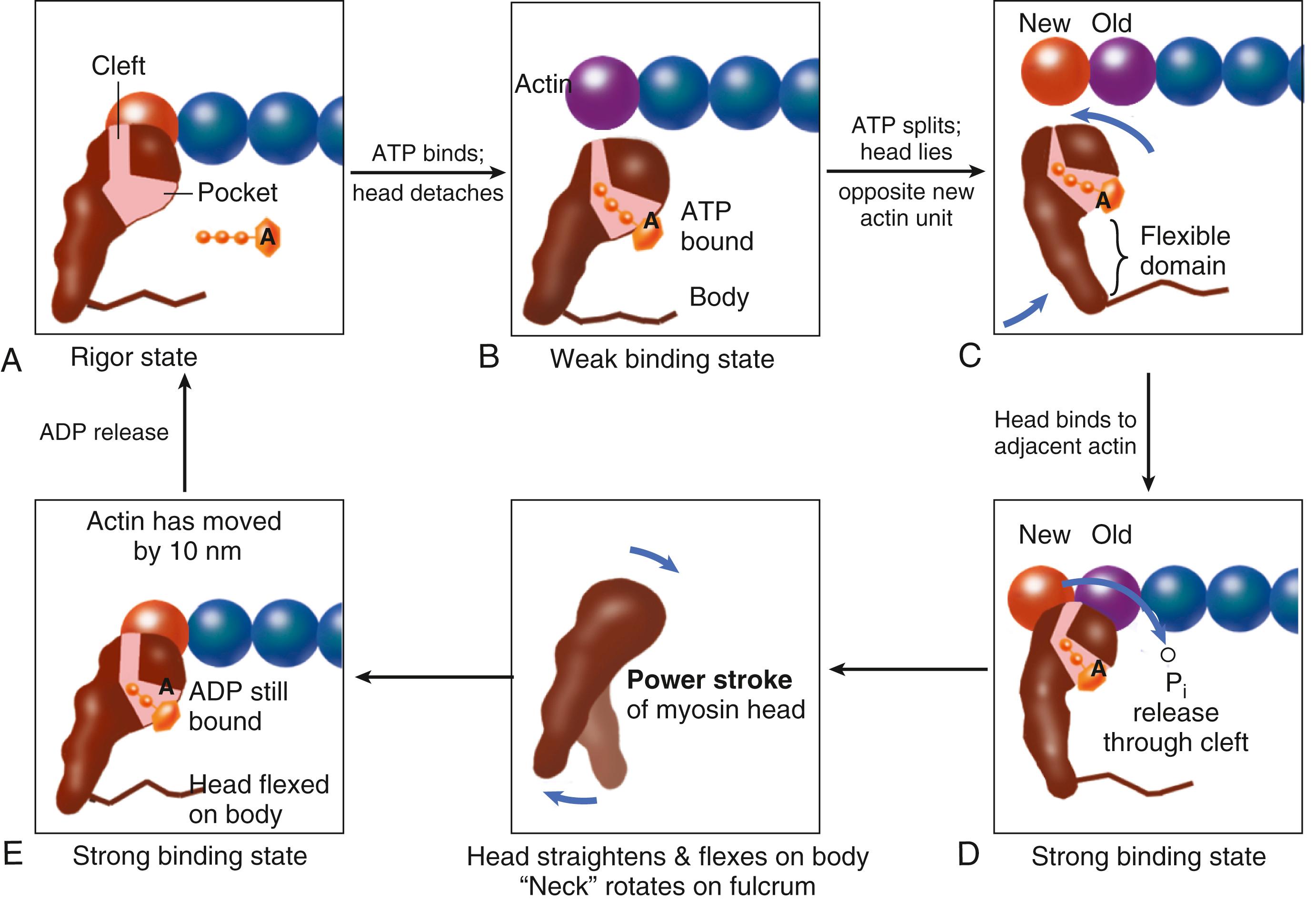 FIGURE 46.6, Cross-bridge cycling molecular model. The cross-bridge (only one myosin head depicted) is pear shaped, and the catalytic motor domain interacts with the actin molecule and is attached to an extended alpha helical “neck region,” which acts as a lever arm. The nucleotide pocket that binds adenosine triphosphate (ATP) is in the catalytic domain. The actin binding cleft bisects the catalytic motor domain. Starting with the rigor state (A), binding of ATP to the pocket (B) is followed by ATP hydrolysis (C) , which alters the actin binding domain, favoring release from actin. The binding to actin is enhanced when phosphate is released, and the myosin head strongly attaches to actin to induce the power stroke ( D and E ). During the power stroke the head rotates around the head-neck fulcrum. As the head flexes, the actin filament can be displaced by approximately 10 nm (E), causing shortening (although during isometric contraction the neck region stretches and bears force). In this process, ADP is also released, so the binding pocket becomes vacant, resulting in the rigor state again (A) until ATP binds to release the cross bridge.