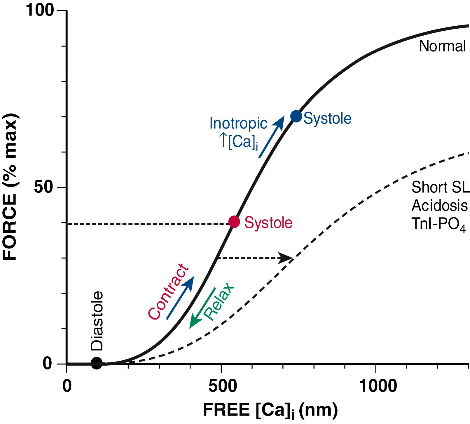 FIGURE 46.7, Myofilament Ca 2+ sensitivity. Active force development in cardiac muscle depends on the cytosolic free [Ca] i . As [Ca] i rises during systole, force develops as dictated by the sigmoidal myofilament Ca 2+ sensitivity curve ( solid curve ; Force = 100/(1+[600 nm]/[Ca] i ) 4 ). As [Ca] i declines relaxation ensues and force declines. If peak [Ca] i increases (as in inotropy) the peak force can reach a higher value. At shorter sarcomere length (SL), acidosis, and troponin I (TnI) phosphorylation, the myofilament Ca 2+ sensitivity is reduced, and the former two also decrease maximal force ( dashed curve ).