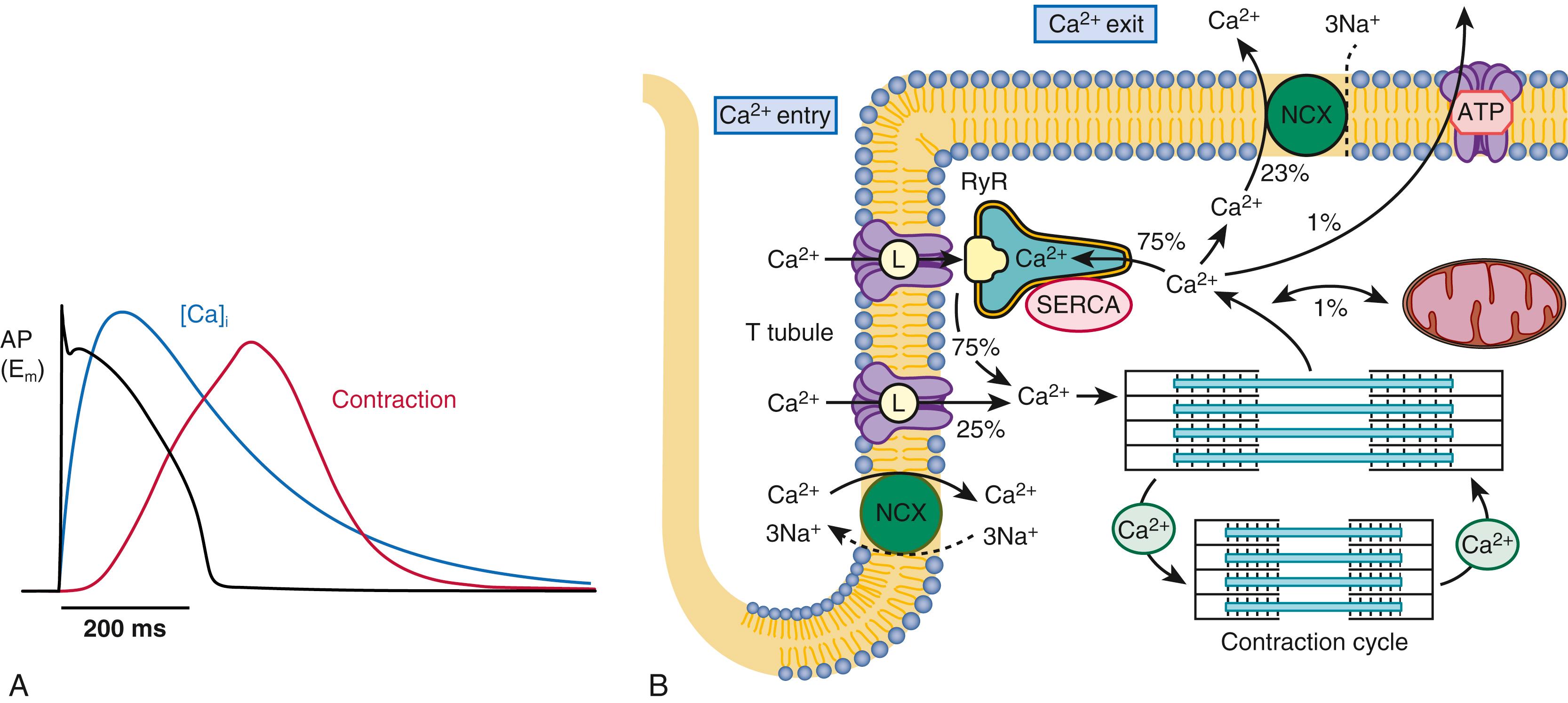 FIGURE 46.8, Myocyte Ca 2+ fluxes during excitation-contraction (E–C) coupling. Rapid depolarization during the action potential (AP) triggers the Ca 2+ transient that activates contraction (A). B, Crucial features are (1) Ca 2+ entry via the voltage-activated L-type Ca 2+ channels, which triggers release of more Ca 2+ from the SR; (2) a tiny amount of Ca 2+ may enter via Na + /Ca 2+ exchange early in the action potential; and (3) removal of Ca 2+ ions from the cytosol is mainly via the SR Ca-ATPase (SERCA; 75%) and Na + /Ca 2+ exchange (24%), with tiny amounts transported by mitochondrial Ca 2+ uniport and the sarcolemmal Ca-ATPase (1%). The sodium pump (Na + /K + -ATPase) extrudes the Na + ions that entered during Na + current and Na + /Ca 2+ exchange action. Note that extracellular and intra-SR [Ca 2+ ] (1 to 2 mm) is much higher than diastolic [Ca 2+ ] i (0.10 μm). Mitochondria can act as a buffer against excessive changes in cytosolic Ca 2+ .