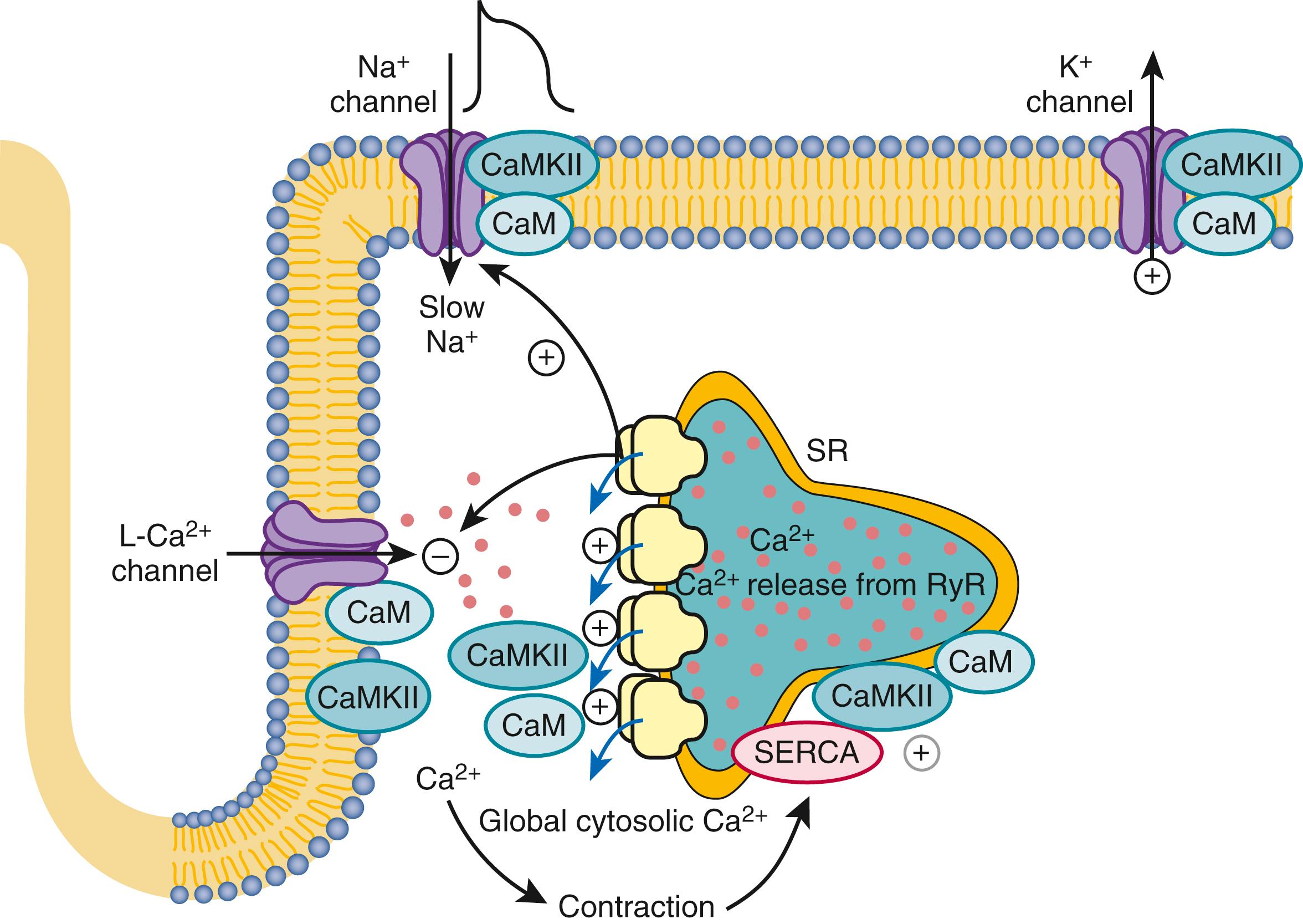FIGURE 46.9, Role of CaM and CaMKII in regulating intracellular [Ca 2+ ]. The rising cytosolic Ca 2+ concentration in systole activates the Ca 2+ regulatory system whereby Ca 2+ -CaM causes inactivation of L-type Ca 2+ current and RyR release. This negative feedback system limits cellular Ca 2+ gain. The effects of CaMKII can also modulate these systems. 22 For example, (1) CaMKII limits the extent of Ca 2+ -dependent inactivation and enhances Ca 2+ current amplitude, (2) it increases the fraction of SR Ca 2+ released from the RyR in response to the Ca 2+ current trigger (which can be arrhythmogenic), (3) it phosphorylates PLB to enhance SR Ca 2+ uptake by SERCA, and (4) it can modulate Na + and K + channel gating in ways that are also proarrhythmic. 22 , 23