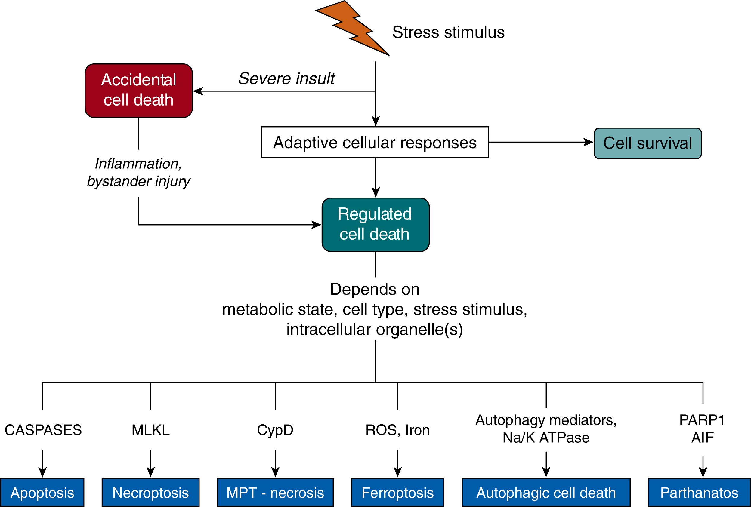 Fig. 125.1, Overview of cell death pathways. In response to mild stress stimuli, a number of compensatory mechanisms will be activated, most often leading to cell survival. Moderate-to-severe insults may trigger regulated cell death. Depending on several factors such as the metabolic situation, cell type, nature of the stress stimulus, and which intracellular organelle(s) are affected, the cell undergoes apoptosis (caspase activation), necroptosis (mixed lineage kinase domain–like [MLKL] activation), opening of the mitochondrial permeability transition (MPT) pore (regulated by cyclophilin D [CypD] ), ferroptosis (iron- and ROS-dependent lipid peroxidation), autophagic cell death (autophagy/Na + ,K + -ATPase), or parthanatos (poly(ADP-ribose) polymerase 1 [PARP1], apoptosis-inducing factor [AIF] ). Severe insults cause accidental cell death that cannot be modulated genetically or by pharmacologic means. However, accidental cell death leads to the release of factors (damage-associated molecular patterns) that initiate systemic effects, as well as inflammation and (regulated) secondary brain injury in neighboring tissue. ROS , Reactive oxygen species.