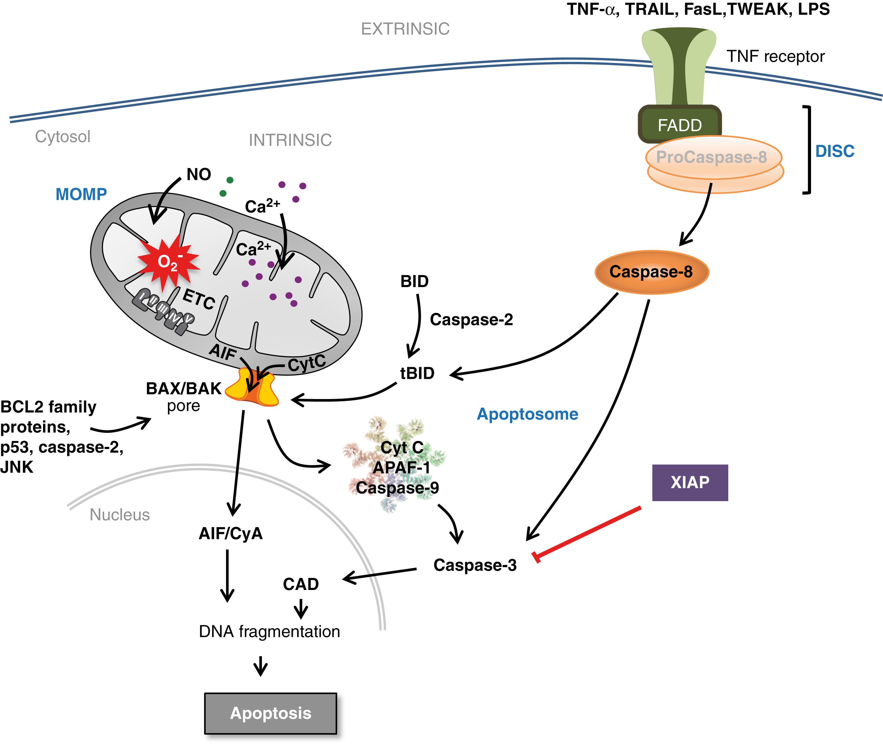 Fig. 125.2, Apoptotic mechanisms. Apoptosis can be induced via the intrinsic or the extrinsic pathway. The intrinsic pathway can be triggered by mitochondrial impairment related to excessive intracellular Ca 2+ accumulation or accumulation of NO and reactive oxygen species. Such intramitochondrial alterations can trigger a shift in localization of proapoptotic proteins such as Cyt c from the inner mitochondrial membrane to the intermembrane space. In addition, perturbation in the nucleus, endoplasmic reticulum, or other organelles can increase the proapoptotic versus antiapoptotic B cell lymphoma 2 (BCL2) protein family balance, caspase-2 activity, or p53 expression at the level of the mitochondrial outer membrane. Such changes trigger mitochondrial outer membrane permeabilization (MOMP) and release of proapoptotic proteins into the cytosol. Cyt c initiates the assembly of the apoptosome, leading to the activation of caspase-9 and subsequently the executioner caspase-3 and DNA cleavage through activation of caspase-activated DNase (CAD) . Apoptosis-inducing factor (AIF) binds to cyclophilin A (CyA) , and the complex translocates to the nucleus and triggers chromatinolysis. The extrinsic pathway is activated by death receptor ligation and formation of the death-inducing signaling complex (DISC) , which activates caspase-8 leading to downstream activation of executioner caspases. Caspase-8 can also cleave and activate BH3-interacting domain death agonist (BID) , forming truncated BID (tBID) , which can trigger MOMP. Inhibitors of apoptosis (e.g., X-linked inhibitor of apoptosis [XIAP] ) block caspases 3 and 9. APAF-1, Apoptotic peptidase-activating factor 1, BAX, BCL2-associated X protein; BAK, BCL2-antagonist/killer; ETC, electron transport chain; FADD, Fas-associated Death Domain protein; FasL, Fas ligand; JNK, c-Jun N-terminal kinase; LPS, lipopolysaccharide; TNF, tumor necrosis factor; TRAIL, TNF-related apoptosis inducing ligand; TWEAK, TNF-like weak inducer of apoptosis.