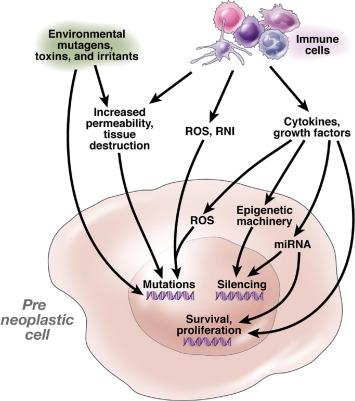 Fig. 66.2, Inflammation in gastrointestinal cancers. ROS and reactive nitrogen intermediates (RNI), produced by inflammatory cells, can cause DNA damage that in addition to other mutagens can initiate cancer. Cytokines from inflammatory cells can increase intracellular ROS and RNI in premalignant cells, resulting in epigenetic changes that silence tumor suppressors and promote tumor initiation. miRNA, microRNA; ROS, reactive oxygen species; RNI, reactive oxygen intermediates. 45