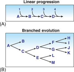 Fig. 66.3, Linear and branched evolution of cancer. (A) The linear model of disease has dominated medical thinking about early detection for more than a century. In its recent versions, it has postulated that a slow, gradual linear occurrence of molecular abnormalities (1, 2, 3, 4) cause changes in tissues (A, B, C, D) before the onset of cancer. This model predicts that interrupting any event (e.g., B) in the linear pathway will prevent progression. (B) Recent advances in genome technologies have reported that cancers arise by “branched evolution.” In some cases, such as in BE, an early branch leads to a state in which the esophageal metaplasia can remain stable for prolong periods of time, even though it has some genomic alterations (B). However, in other BE, progression is branched. In this case inhibiting one step (e.g., E) will not necessarily block progression, which can proceed through C → D. 85