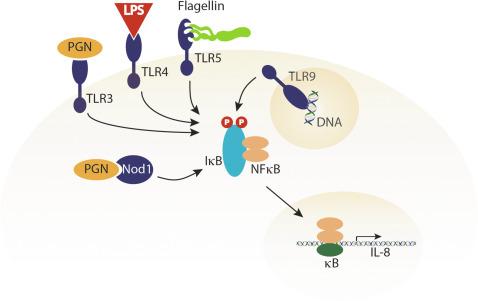 Fig. 63.2, Innate immune receptors that recognize microbe-associated molecular patterns. LPS , lipopolysaccharide; PGN , peptidoglycan; TLR , Toll-like receptor.