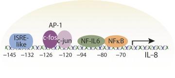 Fig. 63.3, Binding motifs for transcription factors within the human IL-8 gene promoter.