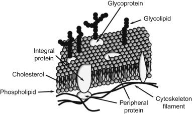Figure 2.1, Structure of the plasma membrane.