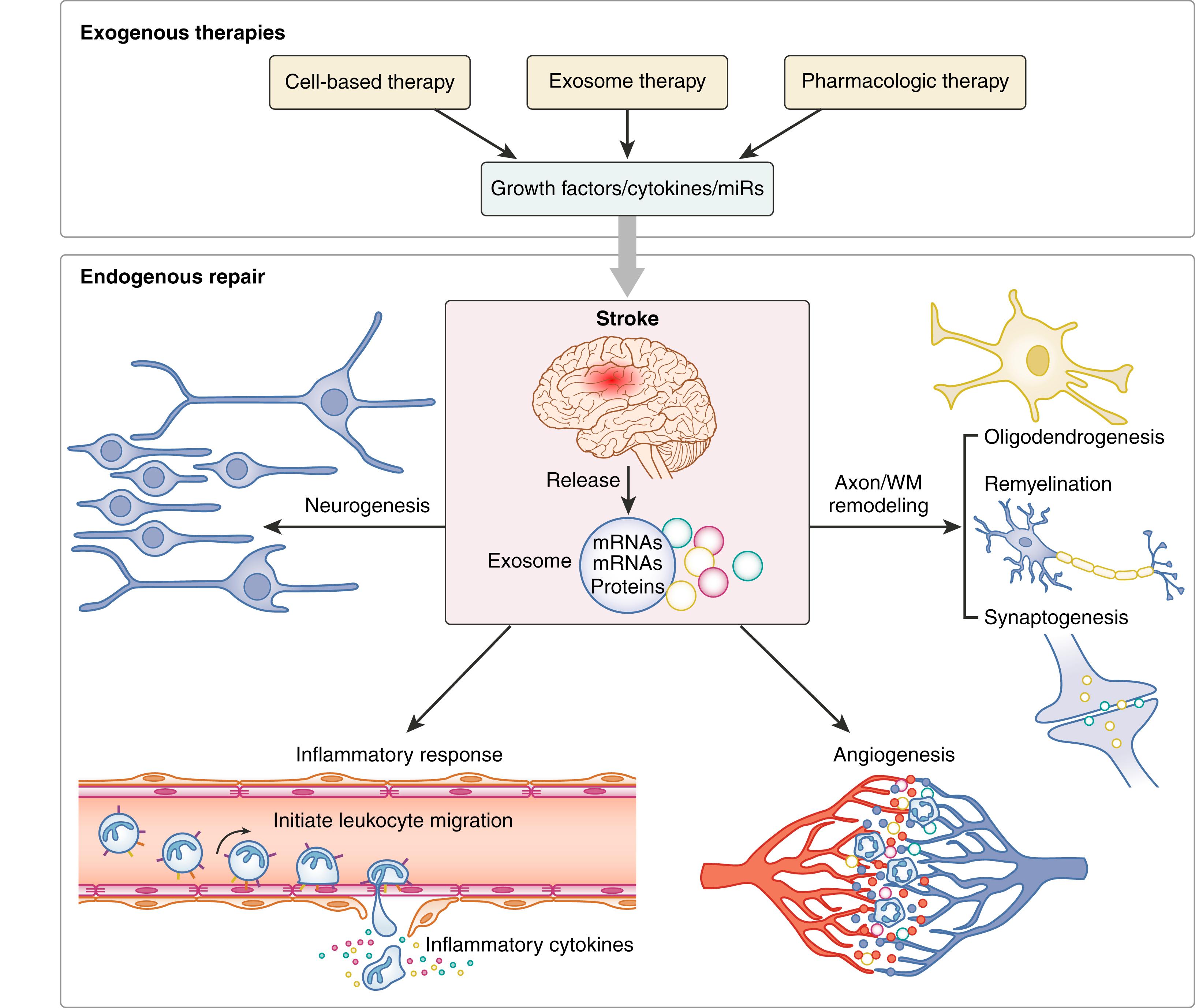 Fig. 11.1, Spontaneous repair and recovery processes are multifaceted and include angiogenesis, neurogenesis, axonal/white matter remodeling, oligodendrogenesis, synaptogenesis, and modulation of inflammatory response after stroke. Exogenous therapies such as cell-based therapy, exosome therapy, and pharmacologic therapies amplify central nervous system restorative and remodeling processes, which in concert lead to improvement of neurologic function after stroke. miRs , MicroRNAs; WM, white matter.