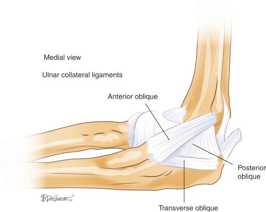 Fig. 26A.1, Normal anatomy of the medial ulnar collateral ligament complex.