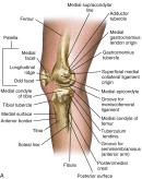 FIG 1-5, A, Osseous landmarks of knee (medial view). B, Soft tissue attachments to bone (medial knee).