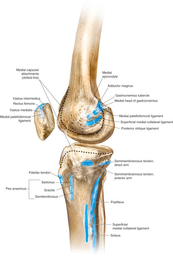 FIG 19-1, The medial capsule, ligament, and muscle bone attachments are shown. A key to surgical repair and reconstruction of medial injuries is to restore normal anatomy and attachment locations.