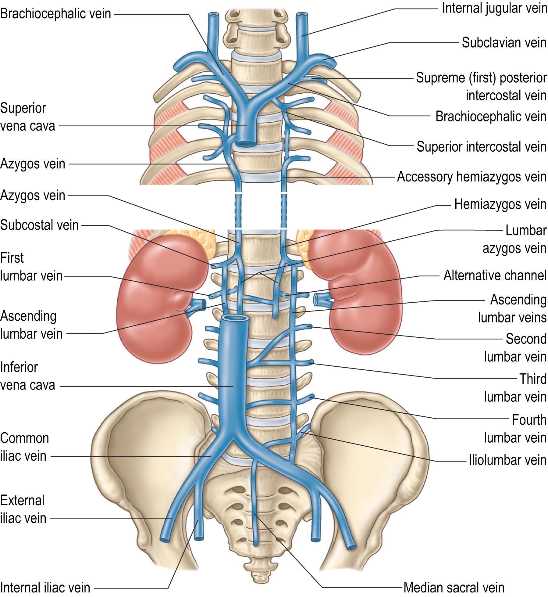 Fig. 56.3, The azygos venous system and its tributaries and connections.