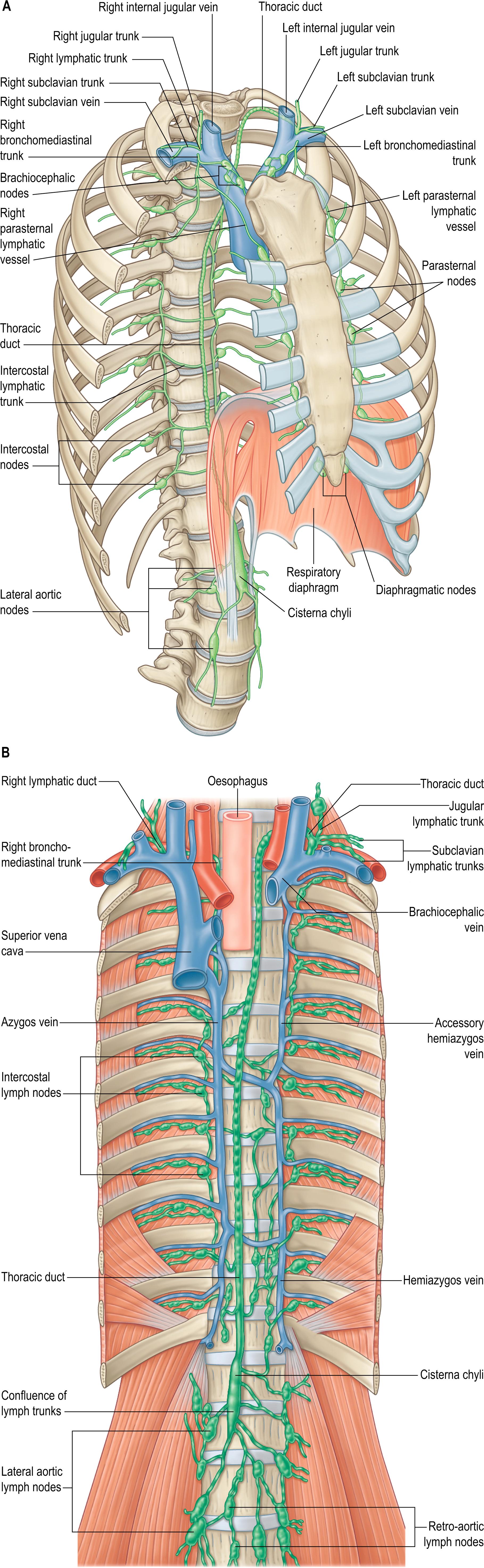 Fig. 56.5, The thoracic and right lymphatic ducts, and their tributaries. A , Major lymph nodes and vessels of the thoracic wall, and the termination of the lymphatic trunks. B , Anterior view with the major proximal vascular relations in situ . Note that the accessory hemiazygos vein is crossing the median plane lower and the hemiazygos higher than typically found.