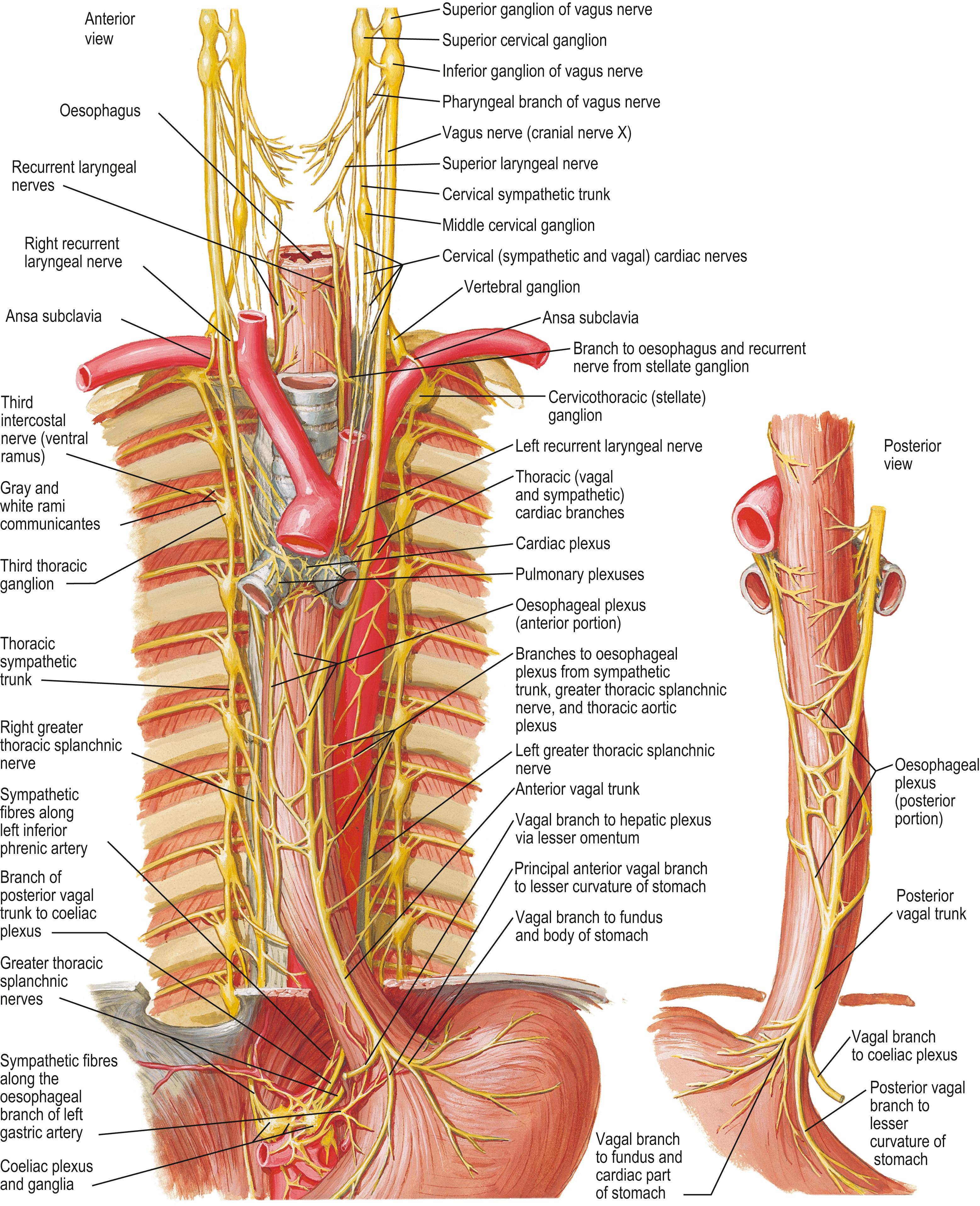 Fig. 56.6, The thoracic autonomic nervous system.