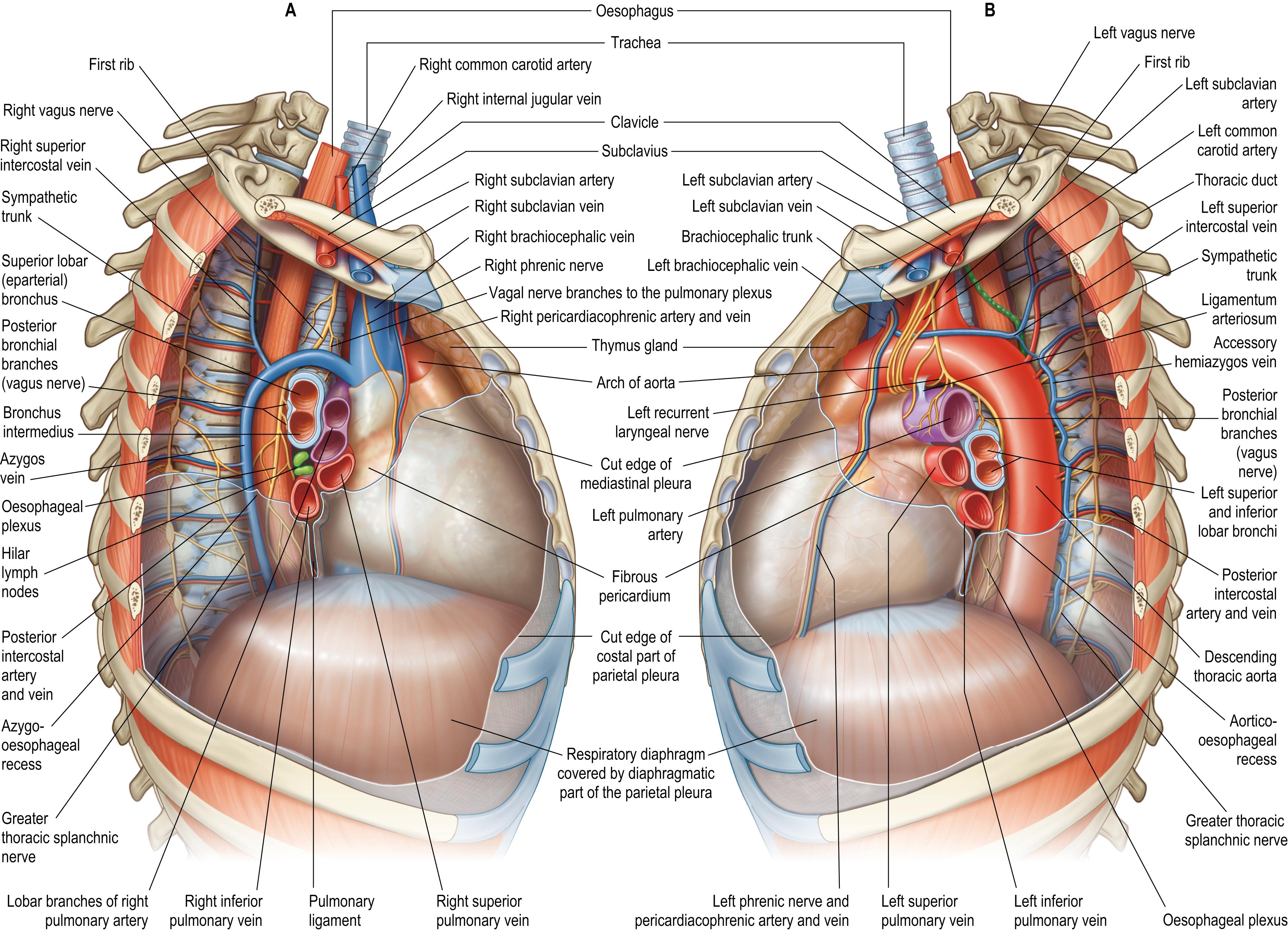 Fig. 56.7, The mediastinum. A , Right lateral aspect. B , Left lateral aspect.