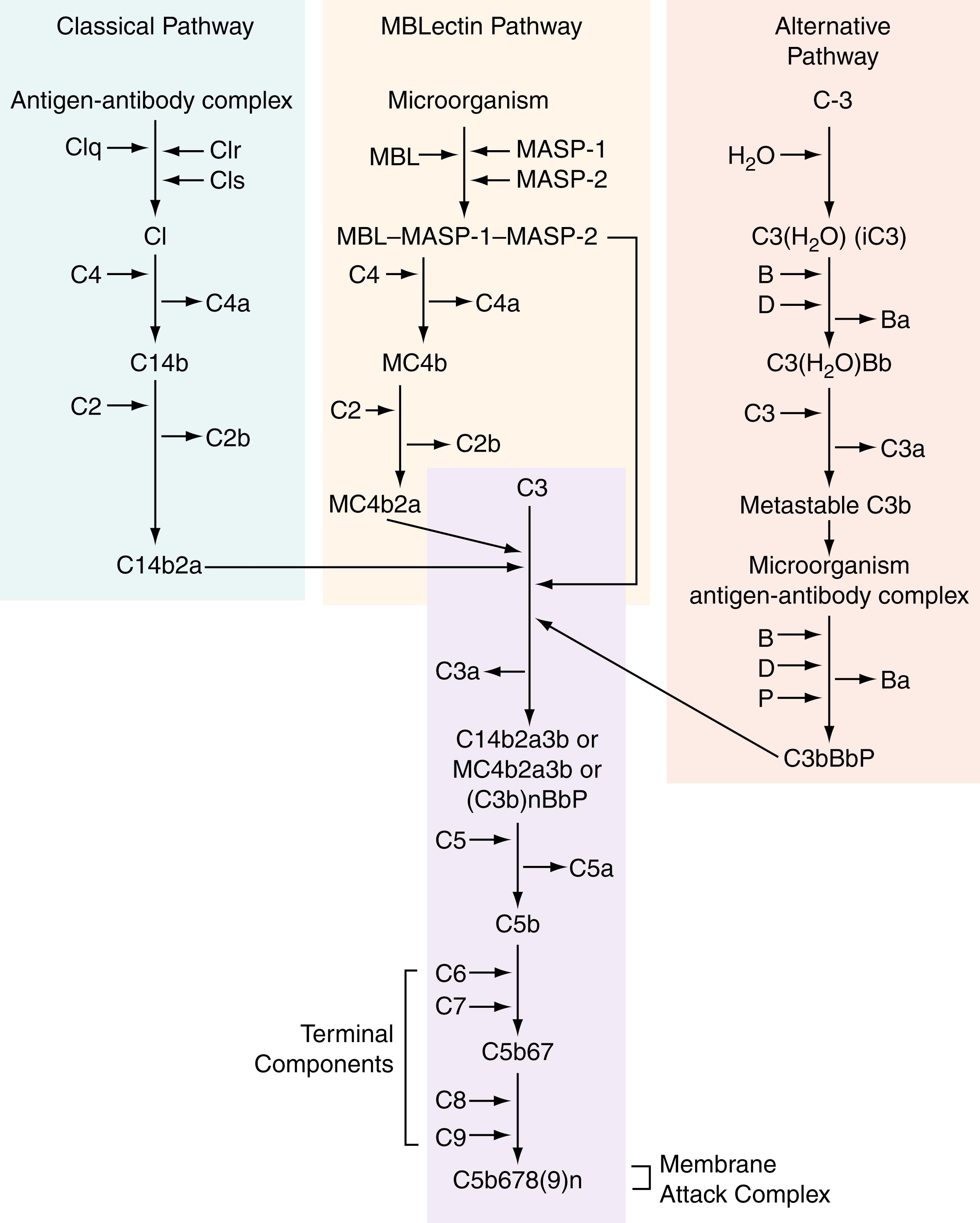 Figure 48.1, The three complement pathways (classical, MBLectin, and alternative) convene to create a convertase that will split C3. In the classical pathway, the immune complex will bind and trigger C1, then C4, and, finally, C2. In the MBLectin pathway, there is interaction between MBL with a carbohydrate group on a microorganism which will promote creation of the complex (MBL-MASP 1-MASP 2, denoted as “M” in the figure). This will complex with and activate C4 and C2. Within the alternative pathway, C3 has a thioester bond that is hydrolyzed, which prompts a conformational change. Thus, causing it to bind factor B (B), this will be cleaved by factor D (D), which will then form a convertase that is fortified by properdin (P). The C3 cleavage product, C3b, also has a thioester bond that is cleaved and able to activate the alternative complement pathway. The C3b convertase will continue to bind and activate later complement components until the activation pathway is at an end. MASP, MBL-associated serine proteases; MBL, mannose binding lectin