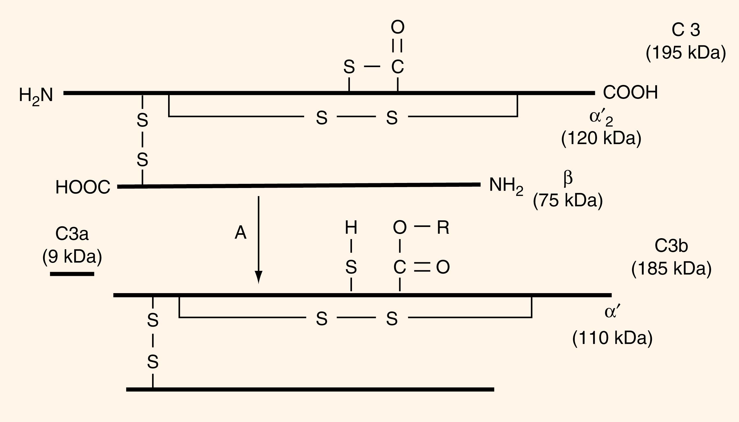 Figure 48.2, C3 cleavage by C3 convertase. The approximate molecular weight of each chain or fragment is given in kilodaltons (C3 convertase is represented by A).