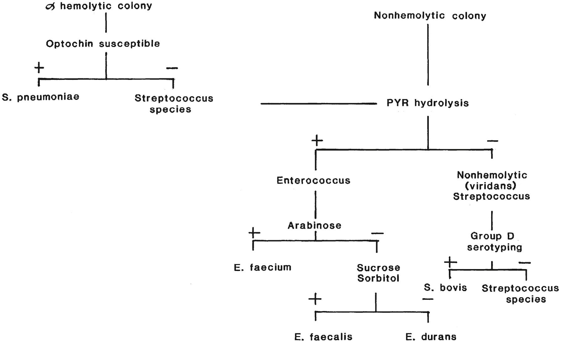 Figure 57.6, Decision tree of tests to presumptively name the α-hemolytic species of Streptococcus and Enterococcus . +, Positive result; –, negative result; R, resistant; S, susceptible.