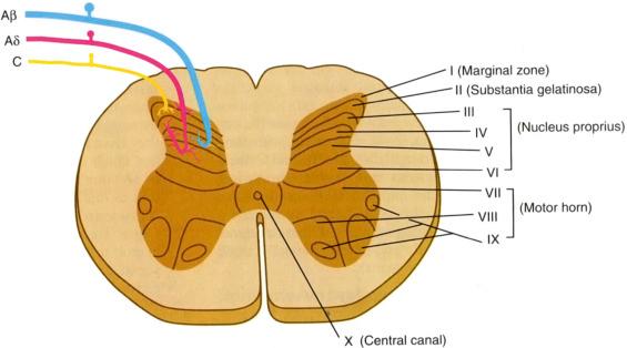 Fig. 76.1, Rexed lamina classification system.