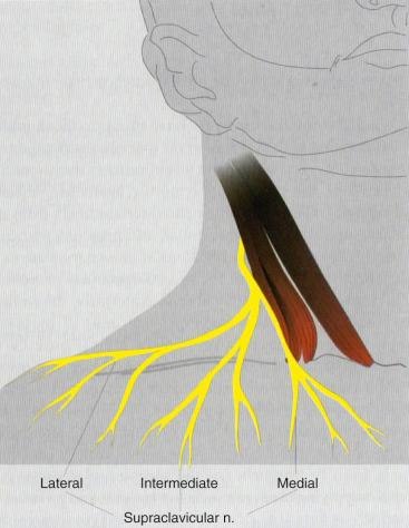 Fig. 76.3, Supraventricular nerves in the shoulder. n, Nerve.