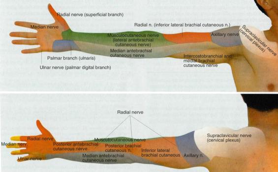 Fig. 76.9, Sensory innervation for the upper extremity.